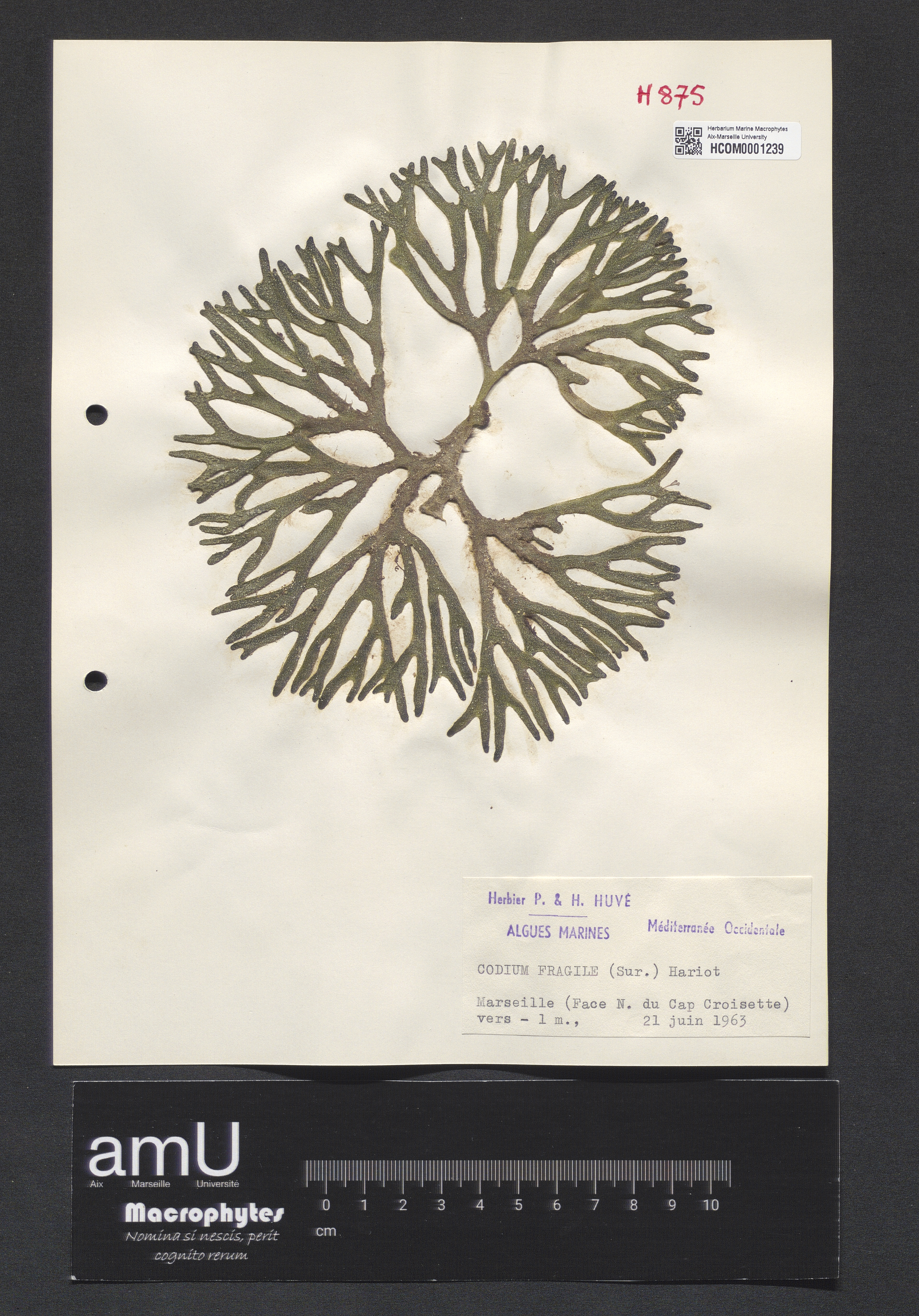 Codium fragile specimen