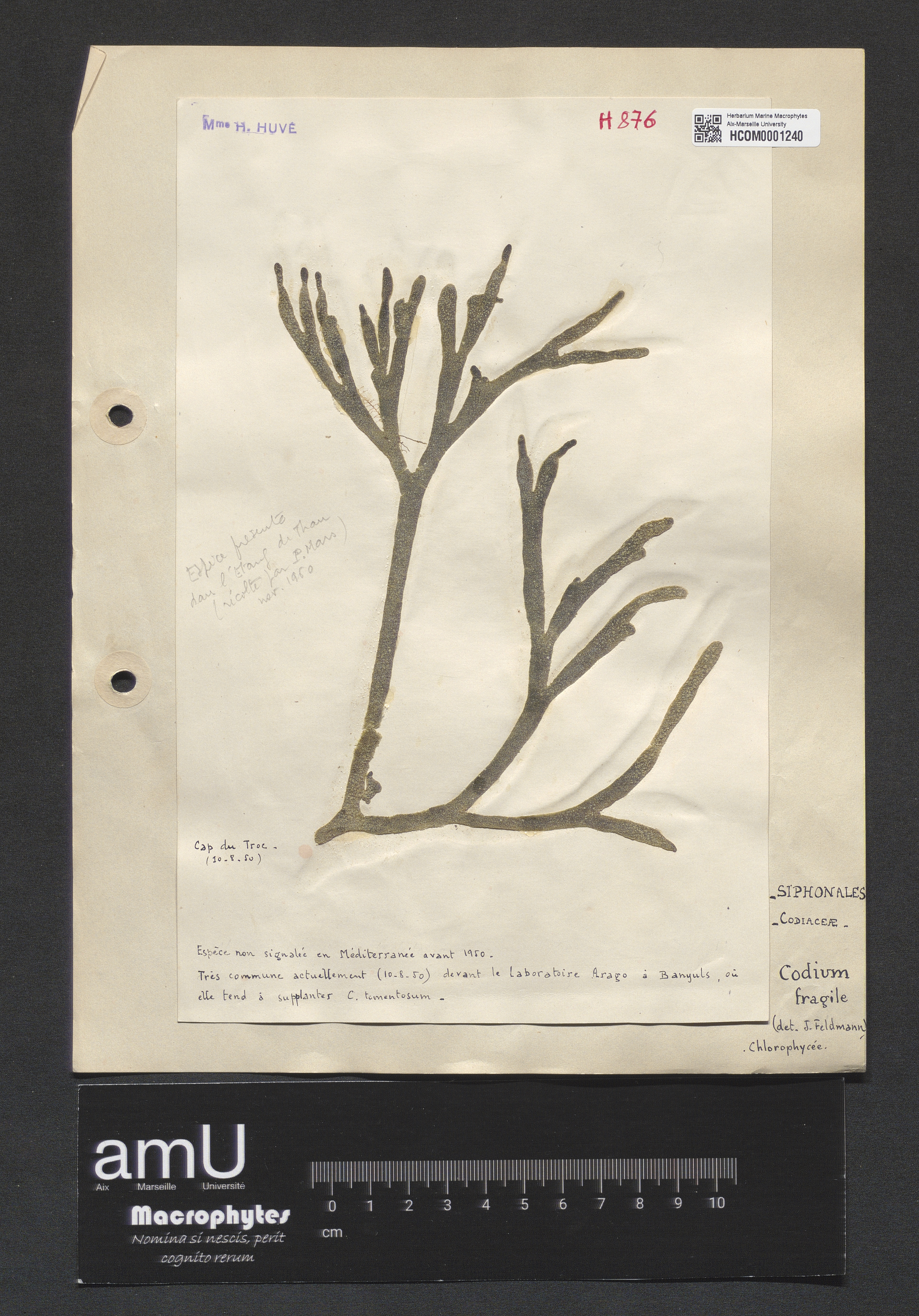 Codium fragile specimen