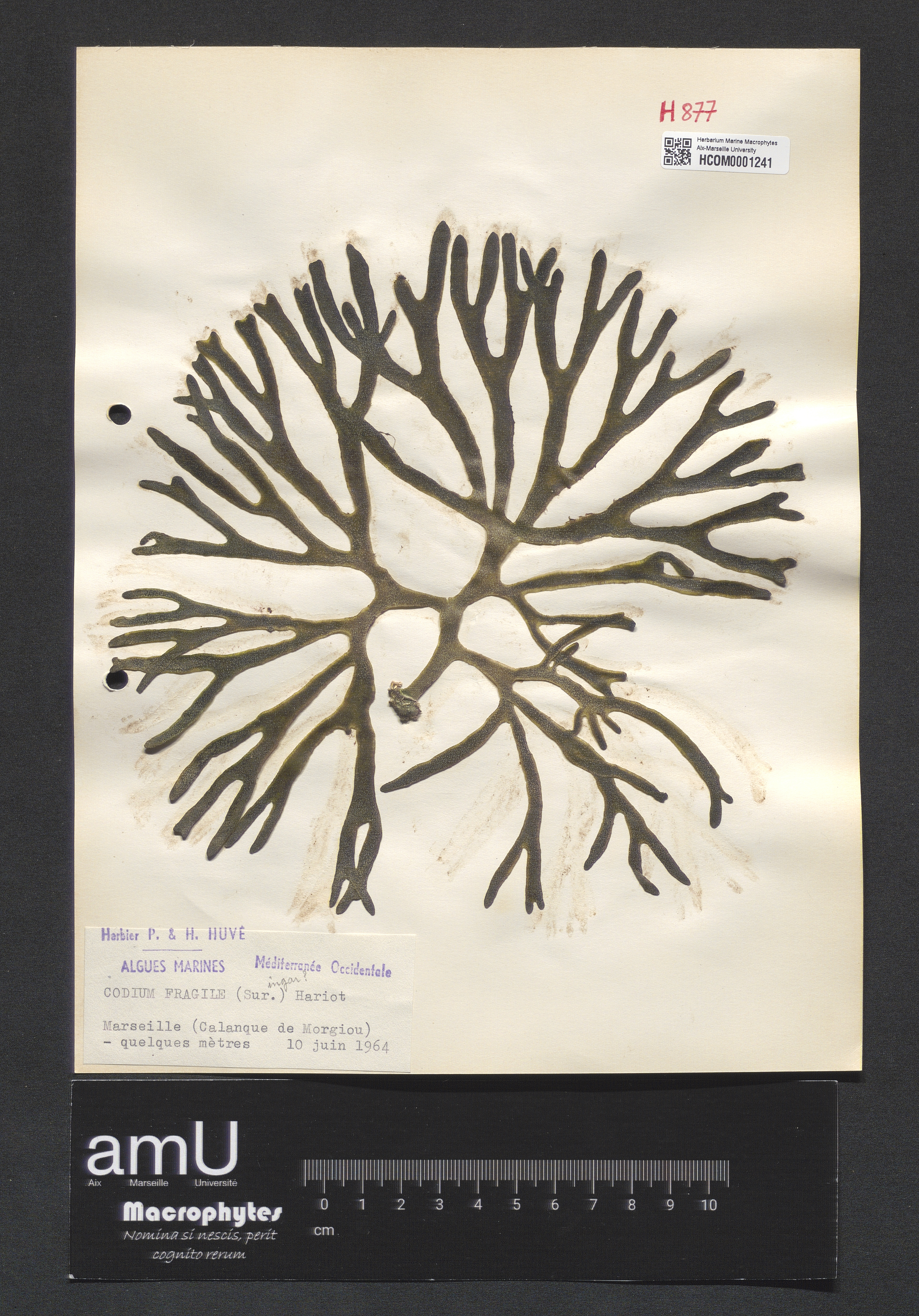 Codium fragile specimen