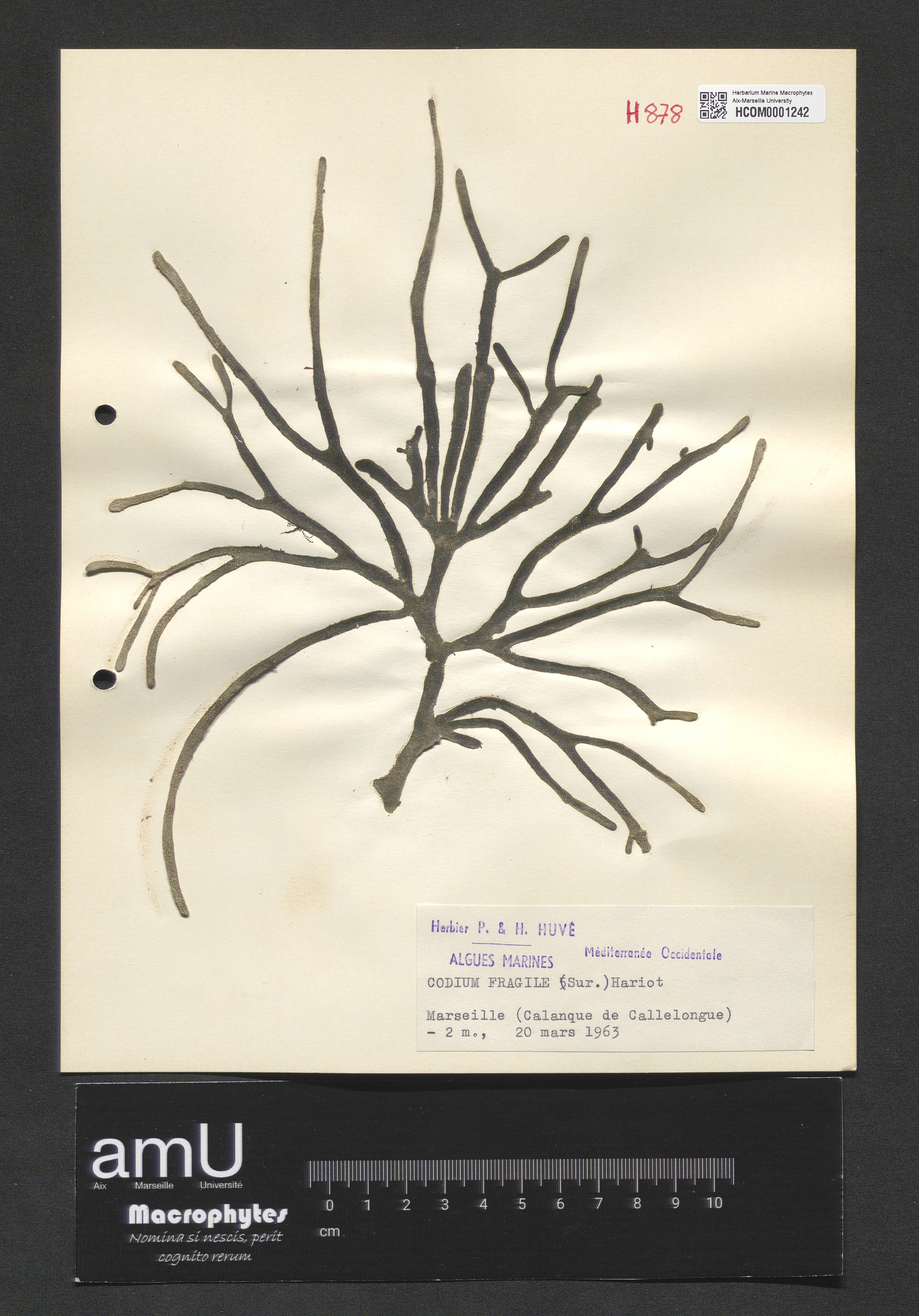 Codium fragile specimen