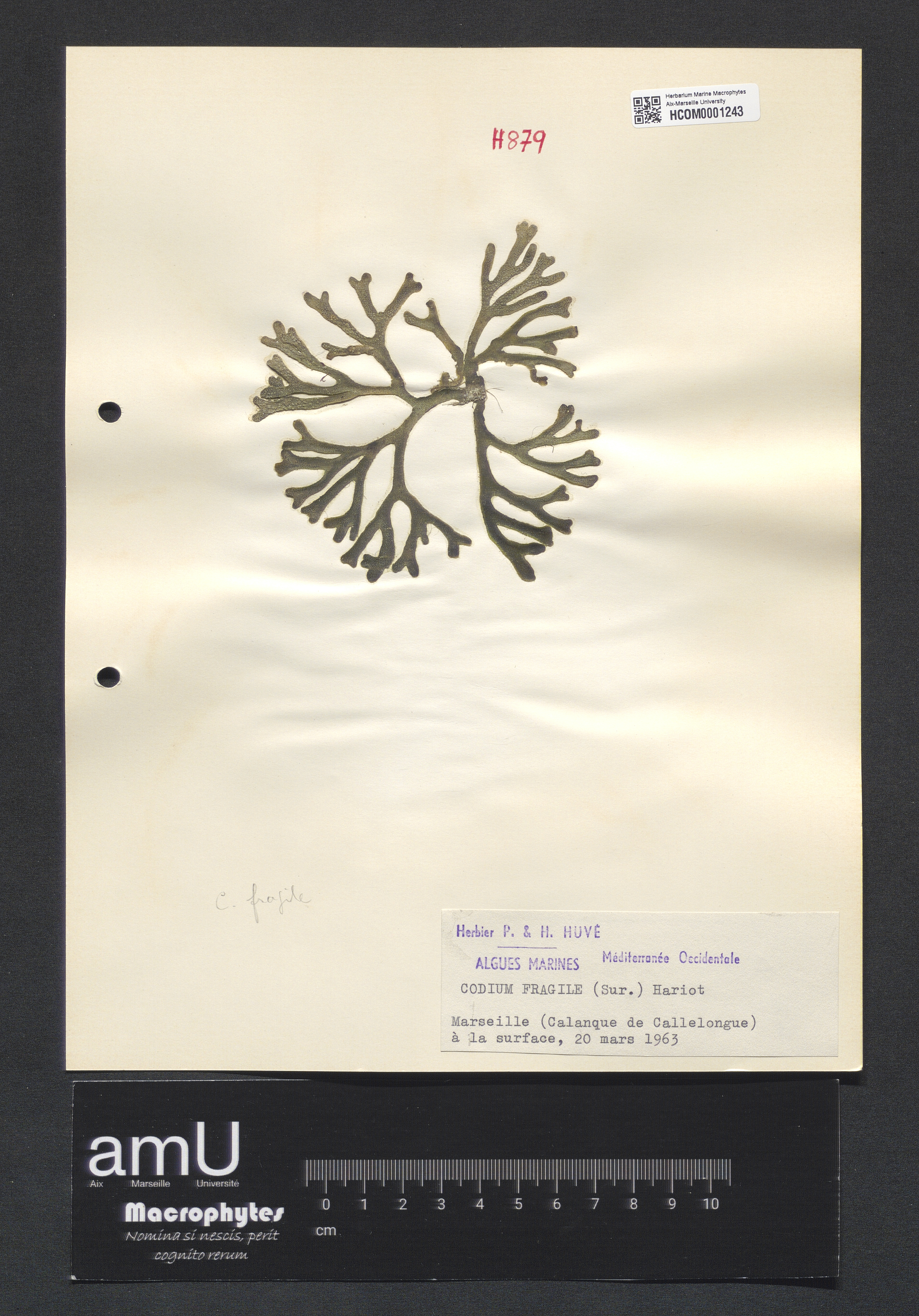 Codium fragile specimen