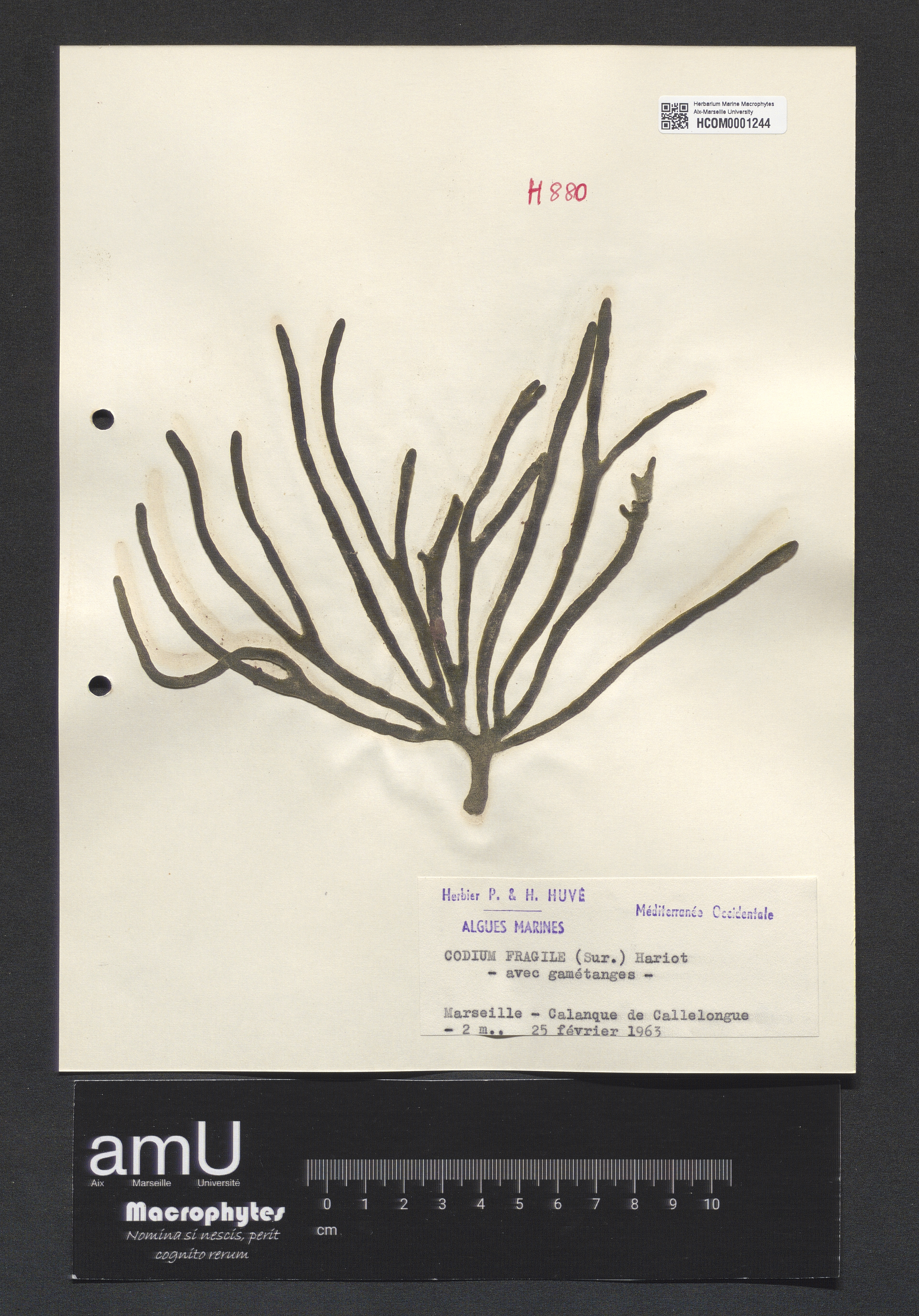 Codium fragile specimen