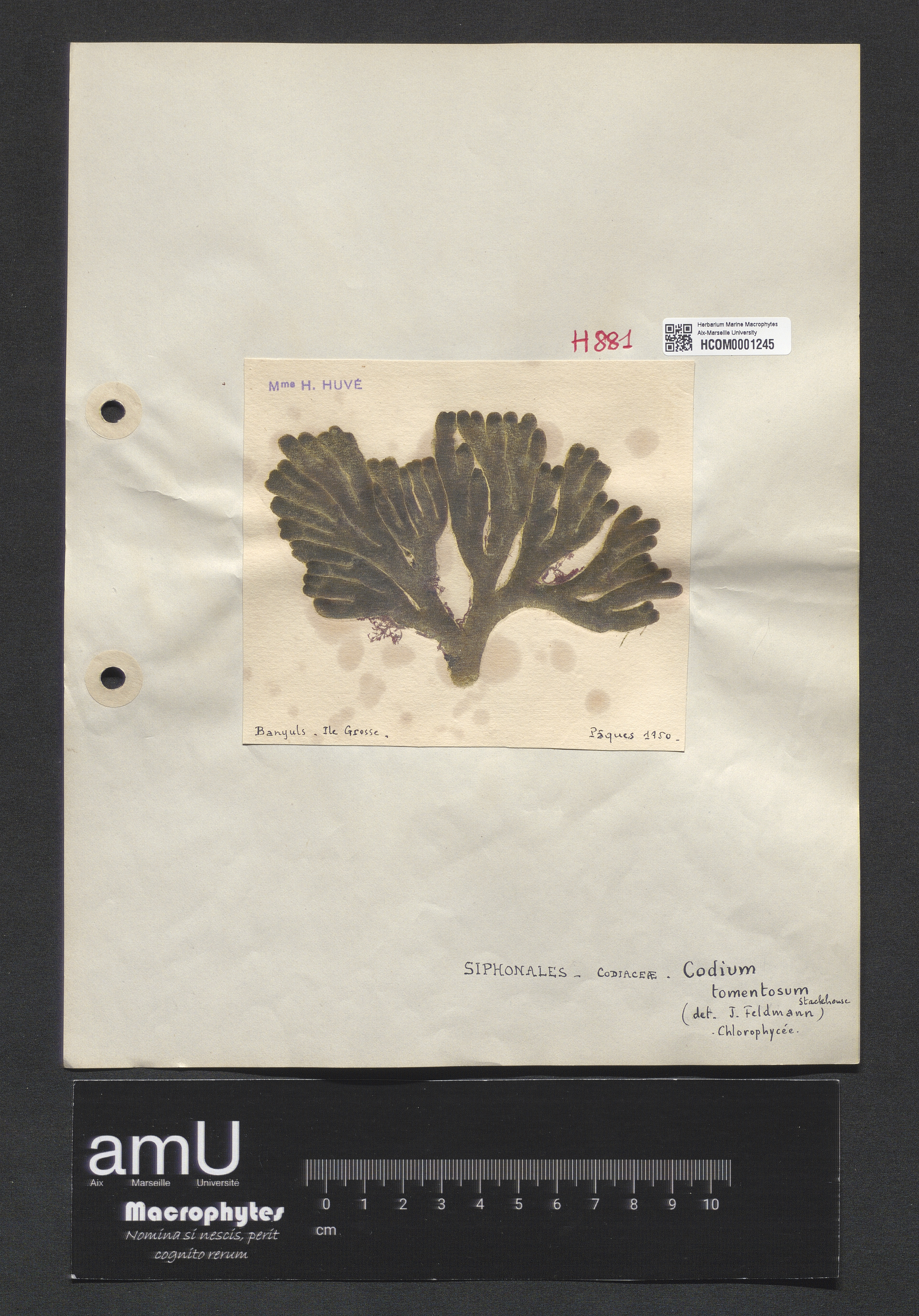 Codium tomentosum specimen