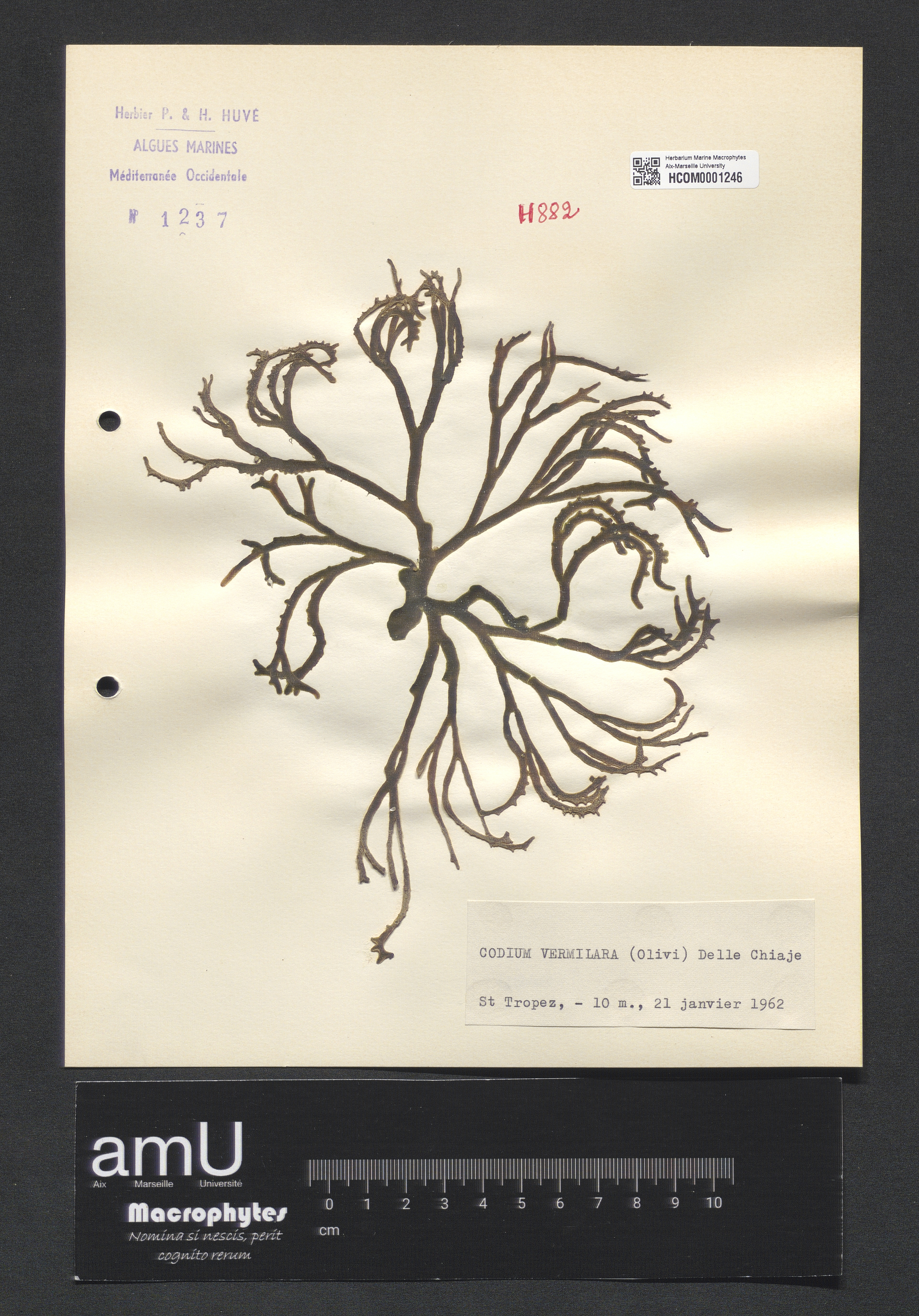 Codium vermilara specimen