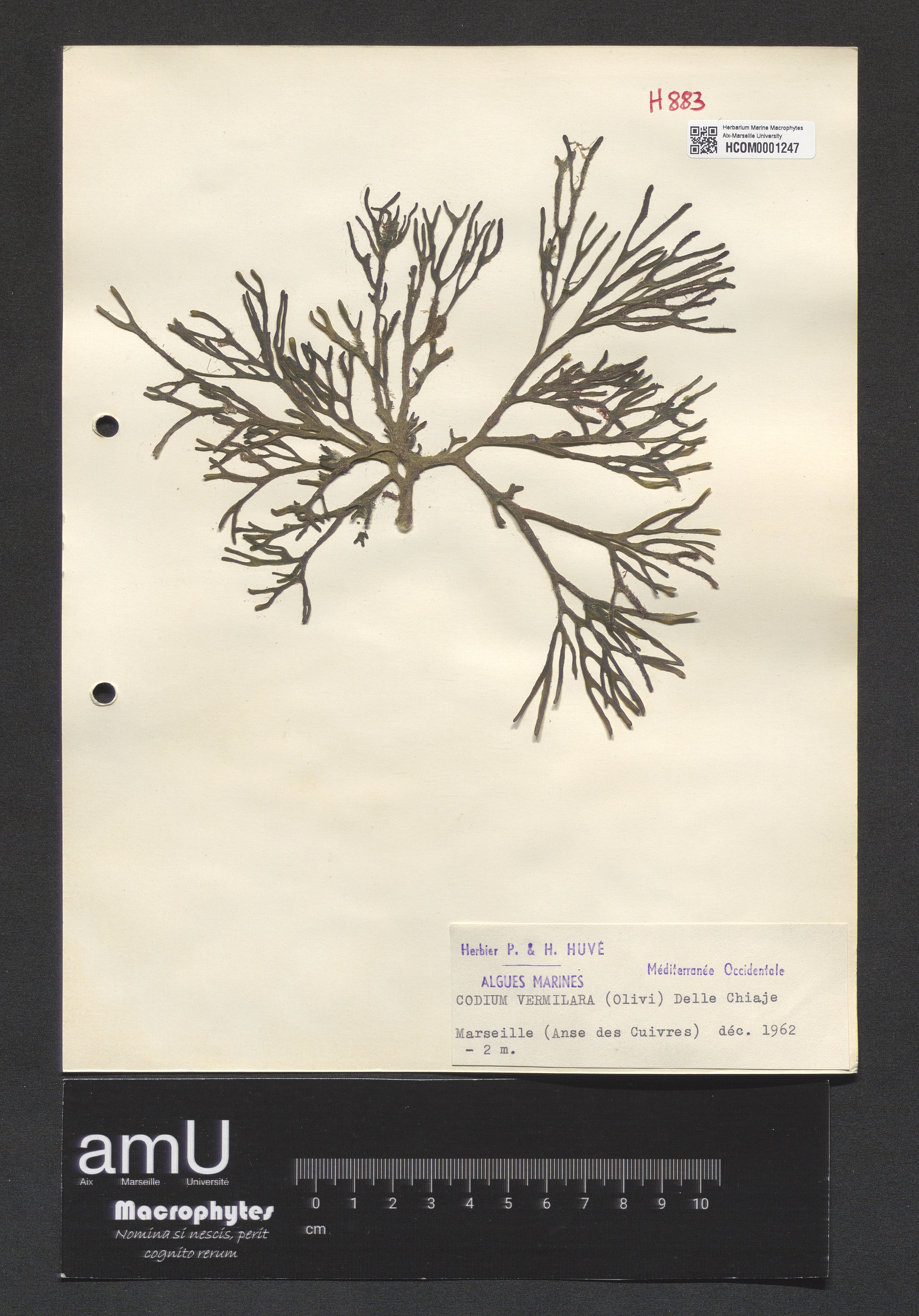 Codium vermilara specimen