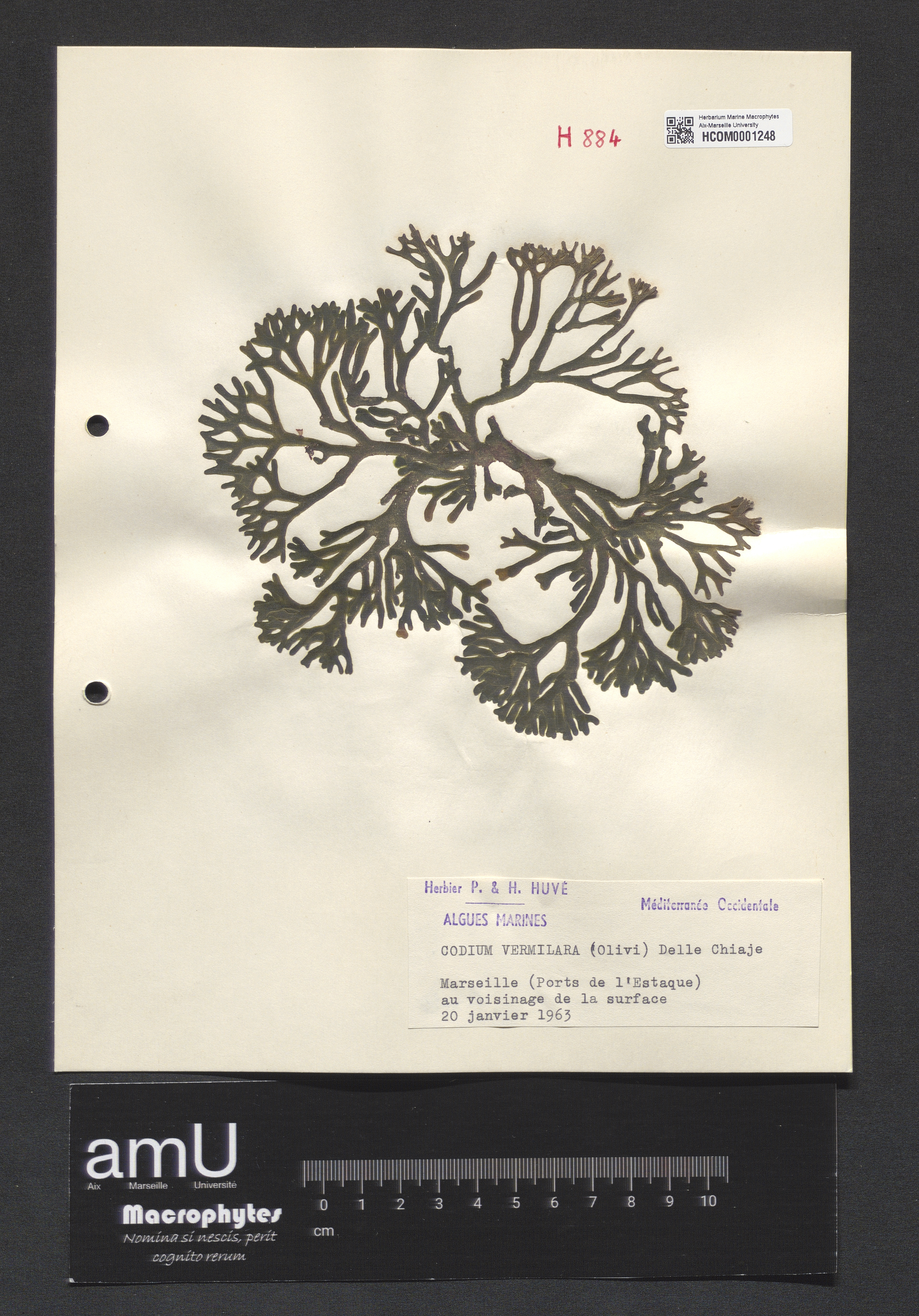 Codium vermilara specimen