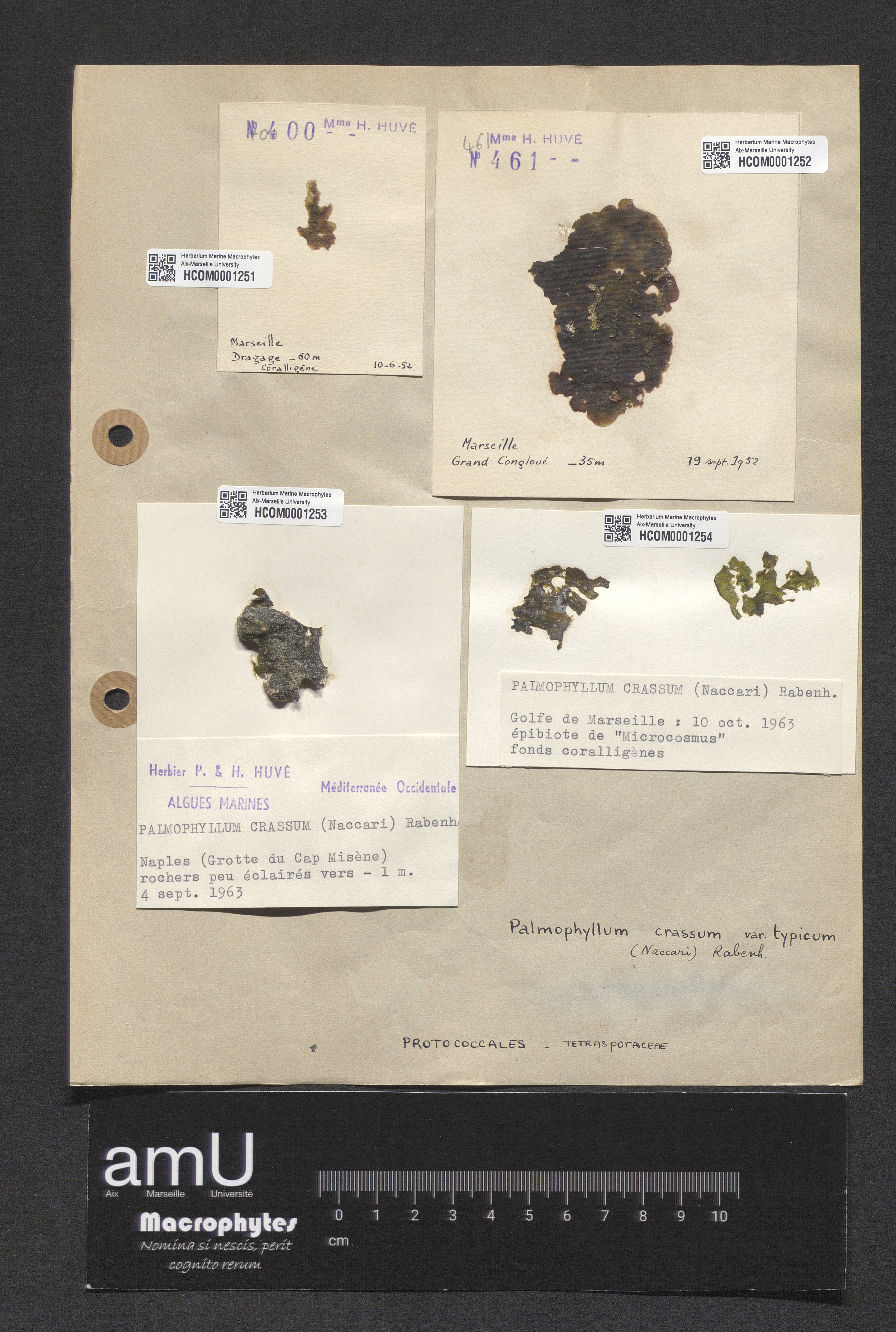 Palmophyllum crassum specimen