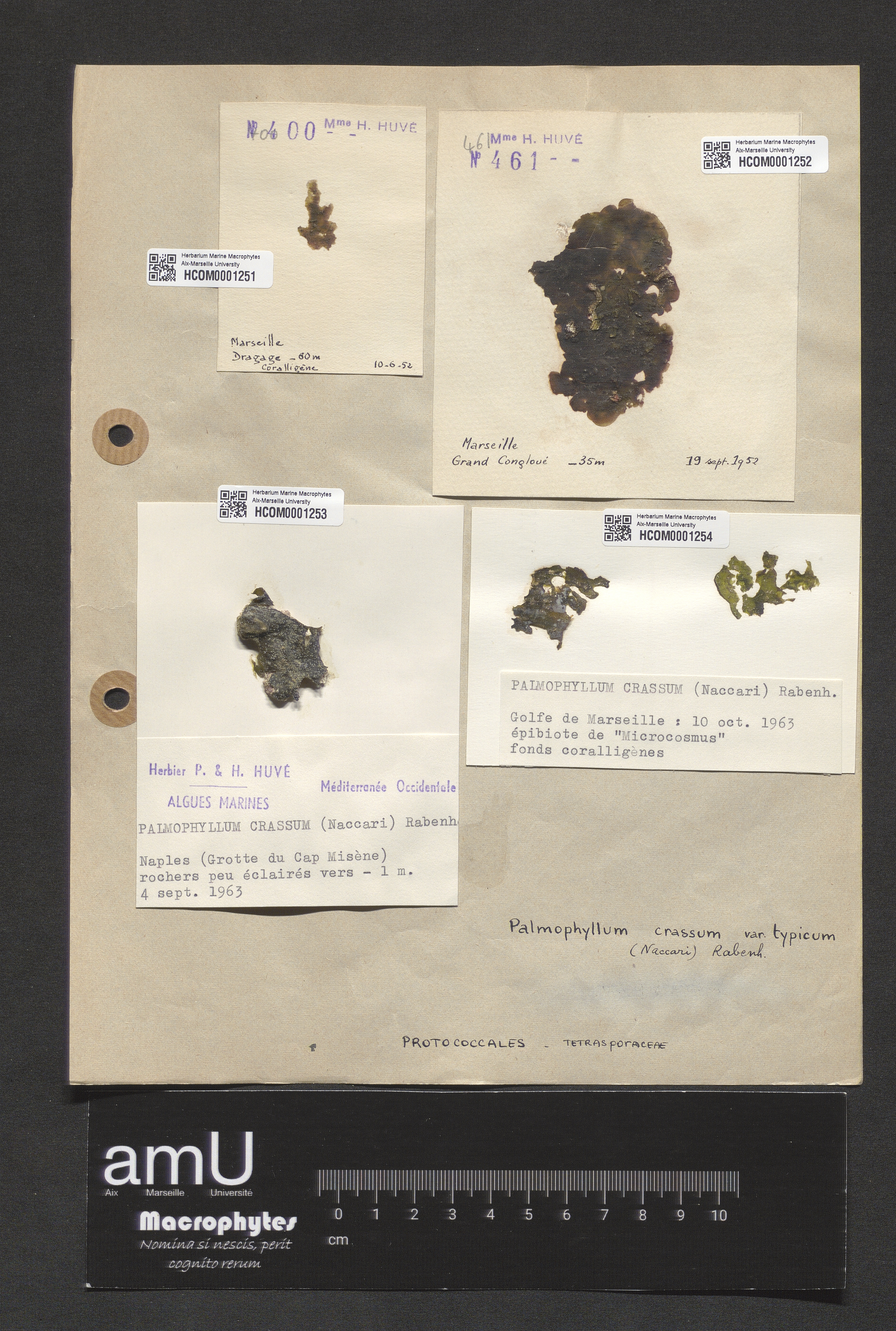 Palmophyllum crassum specimen