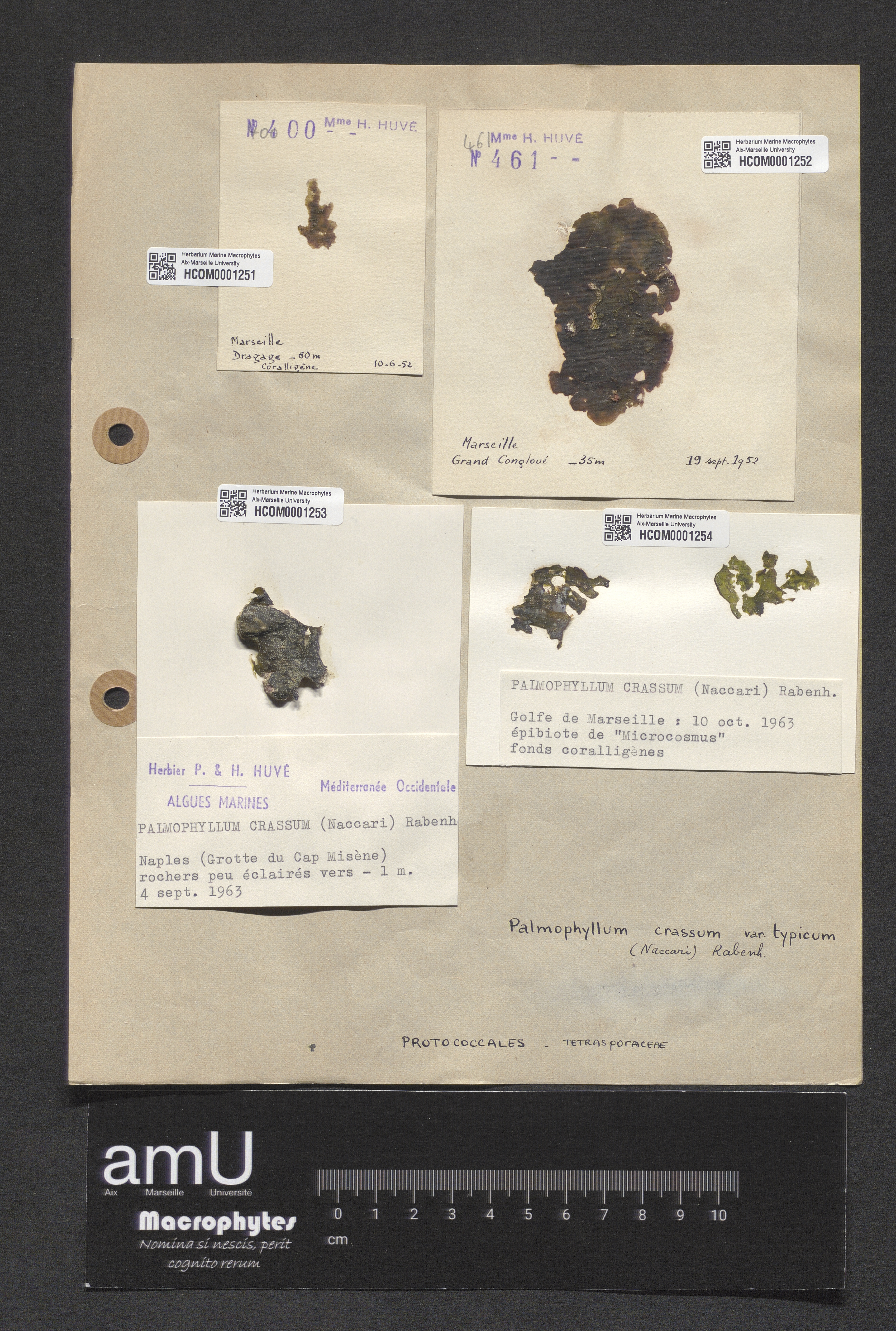 Palmophyllum crassum specimen