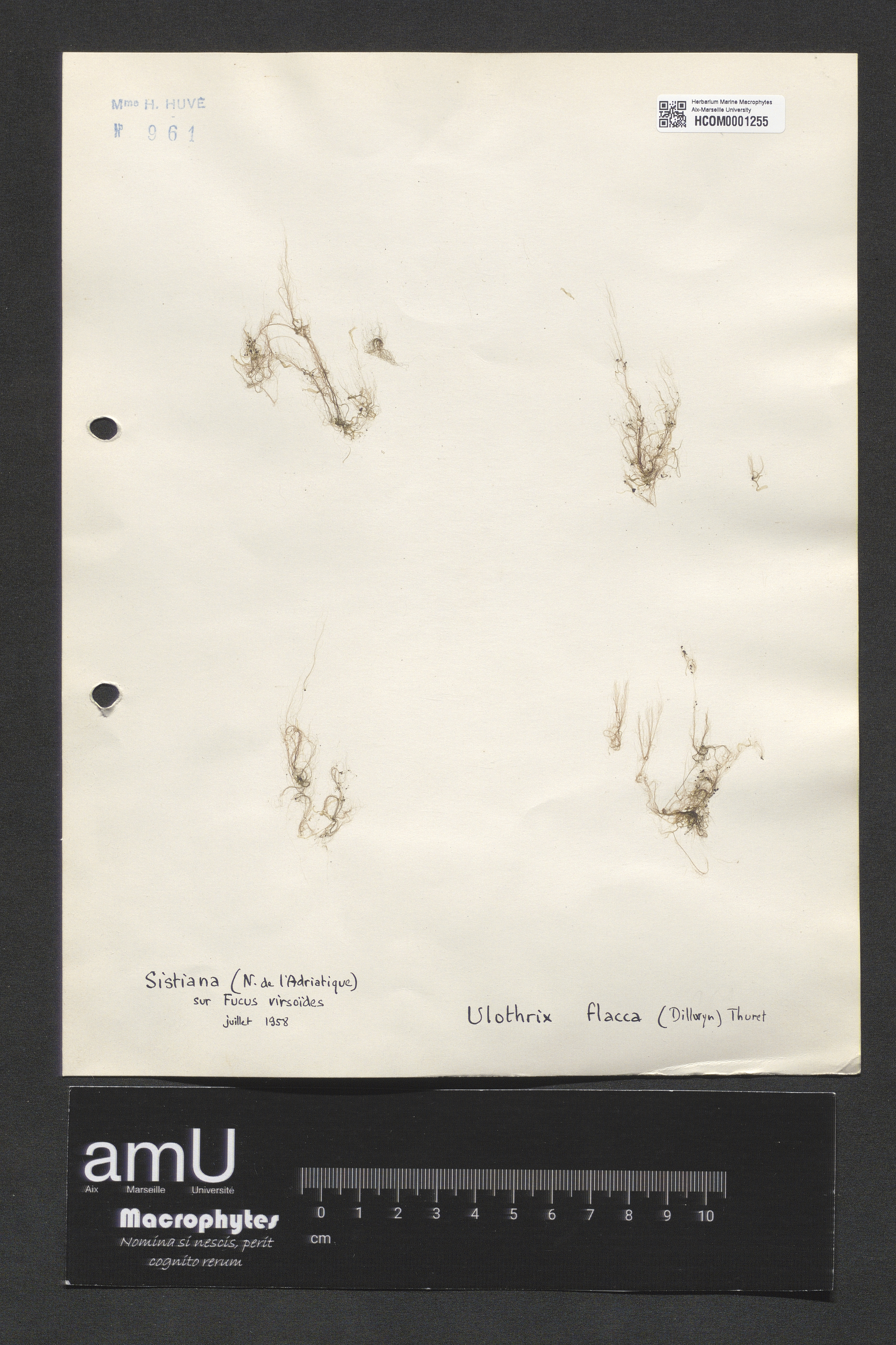 Ulothrix flacca specimen