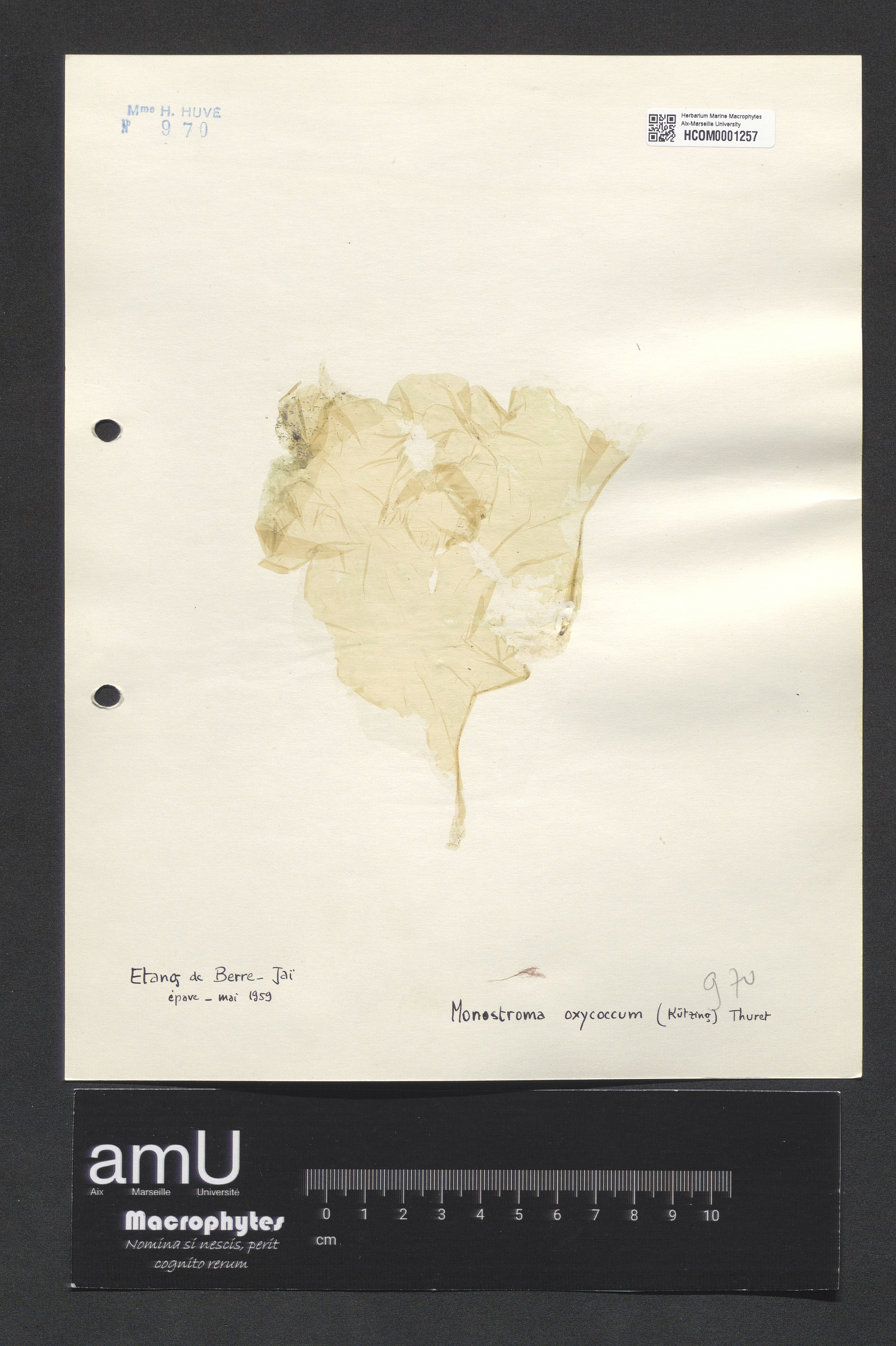 Monostroma oxycoccum specimen