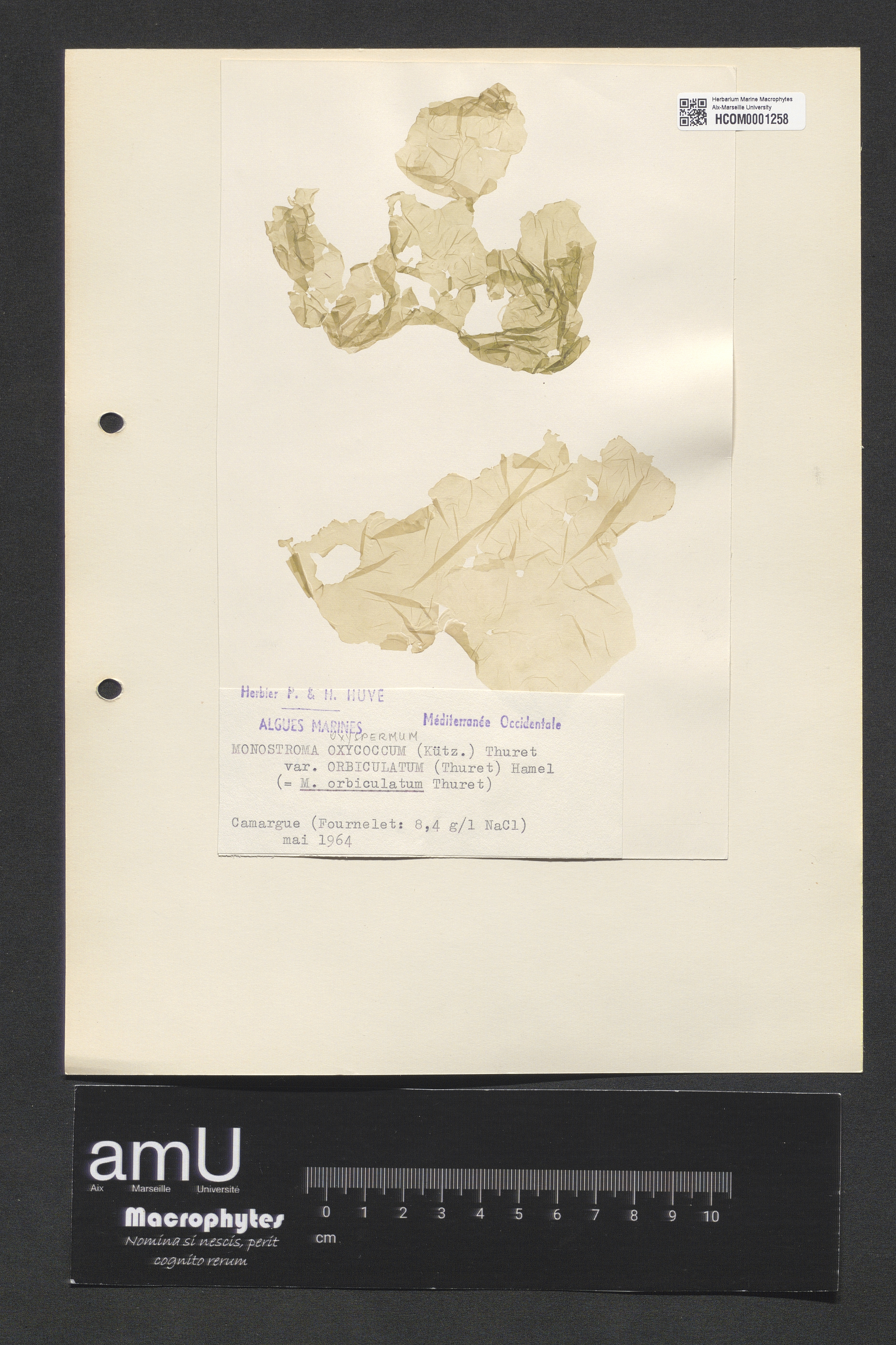Monostroma oxycoccum specimen