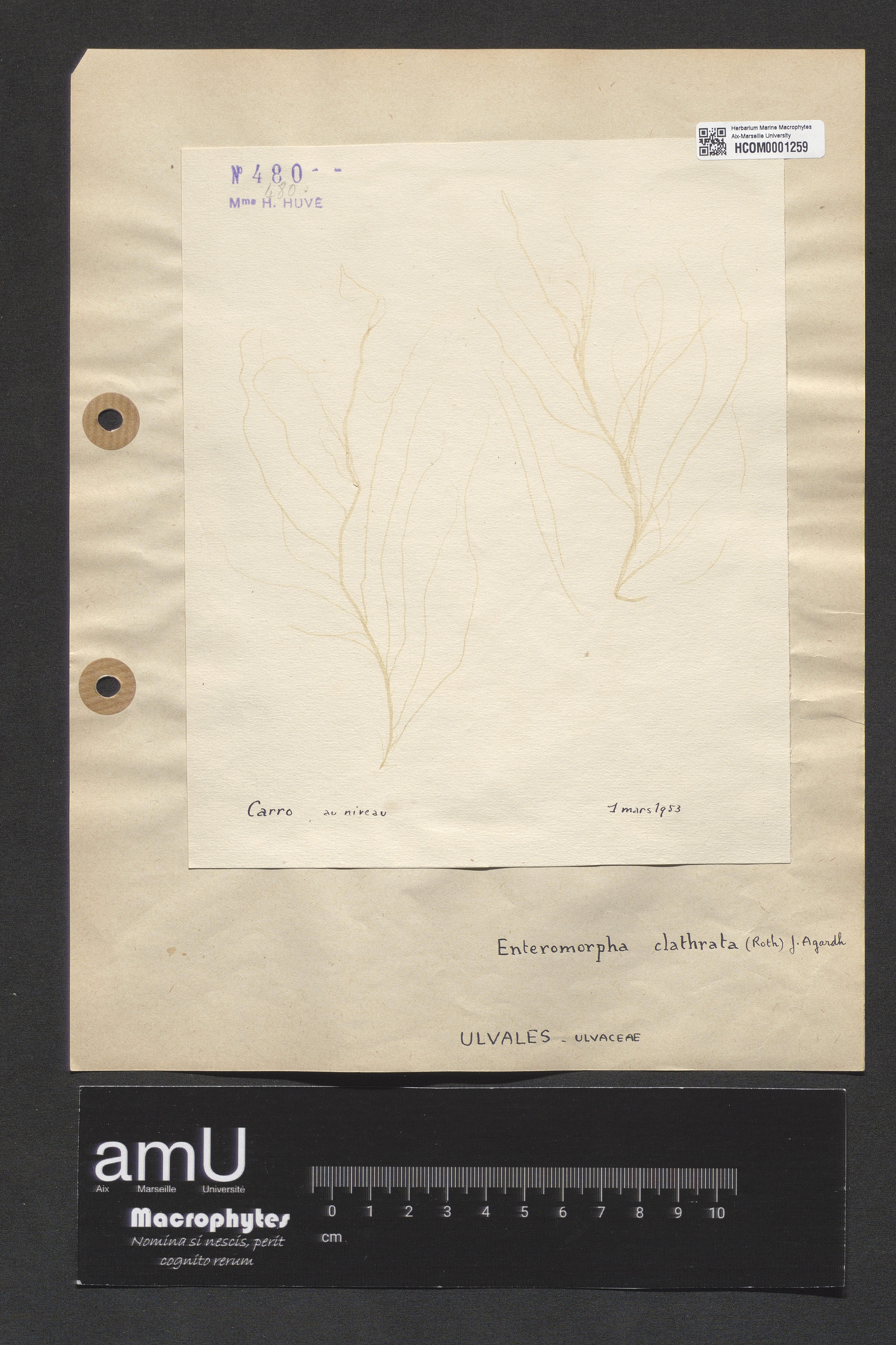 Enteromorpha clathrata specimen