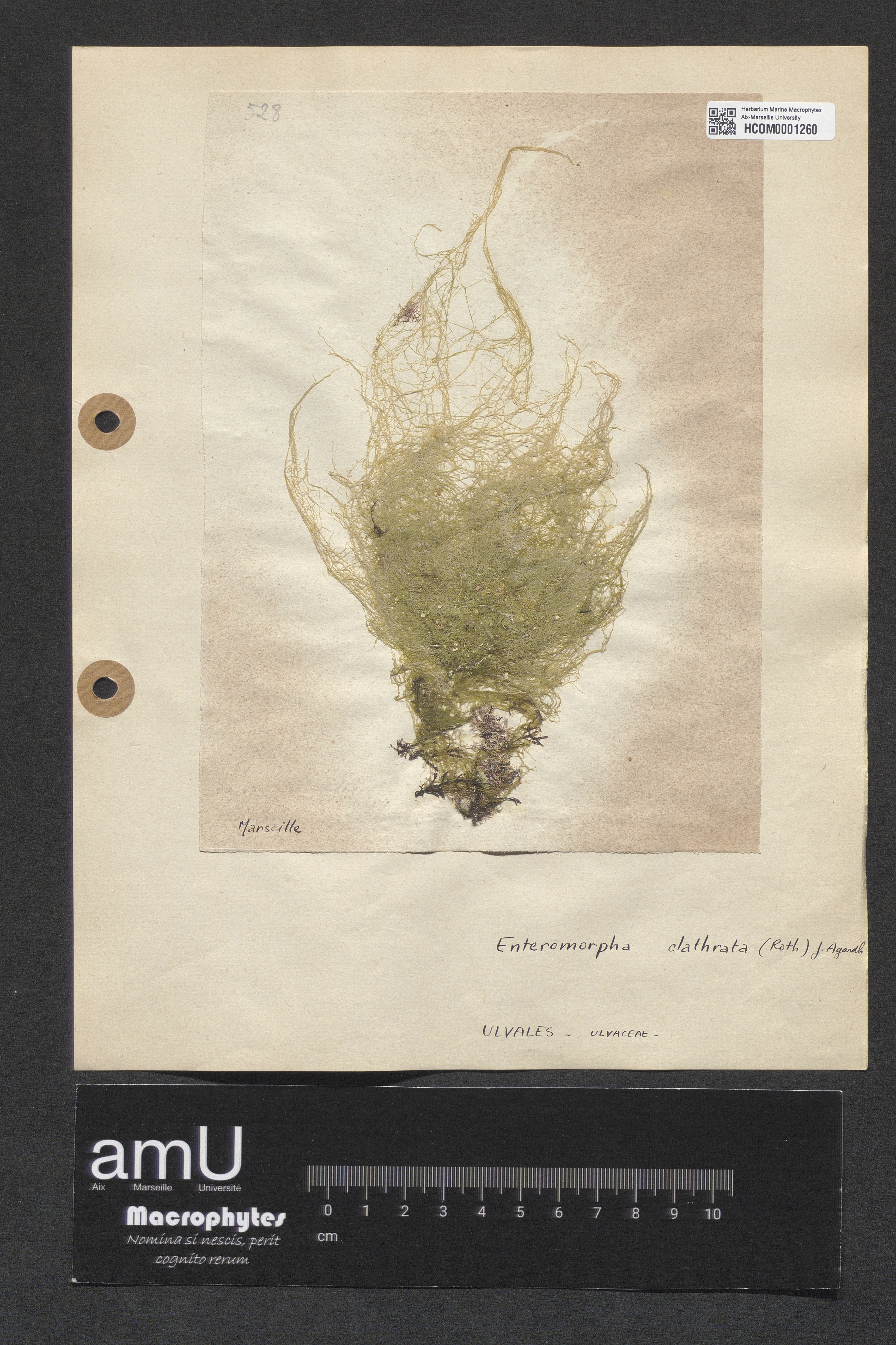 Enteromorpha clathrata specimen