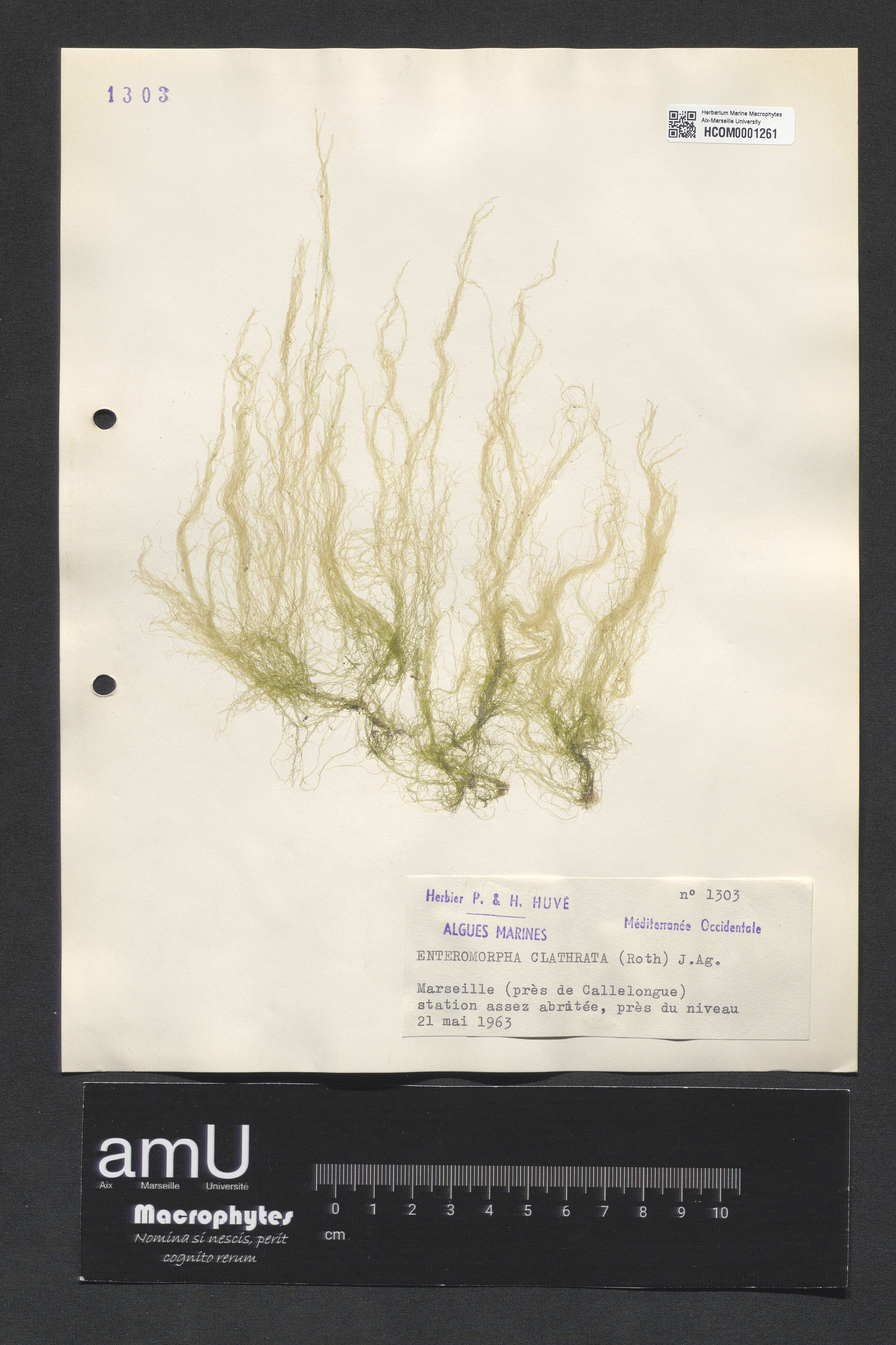 Enteromorpha clathrata specimen