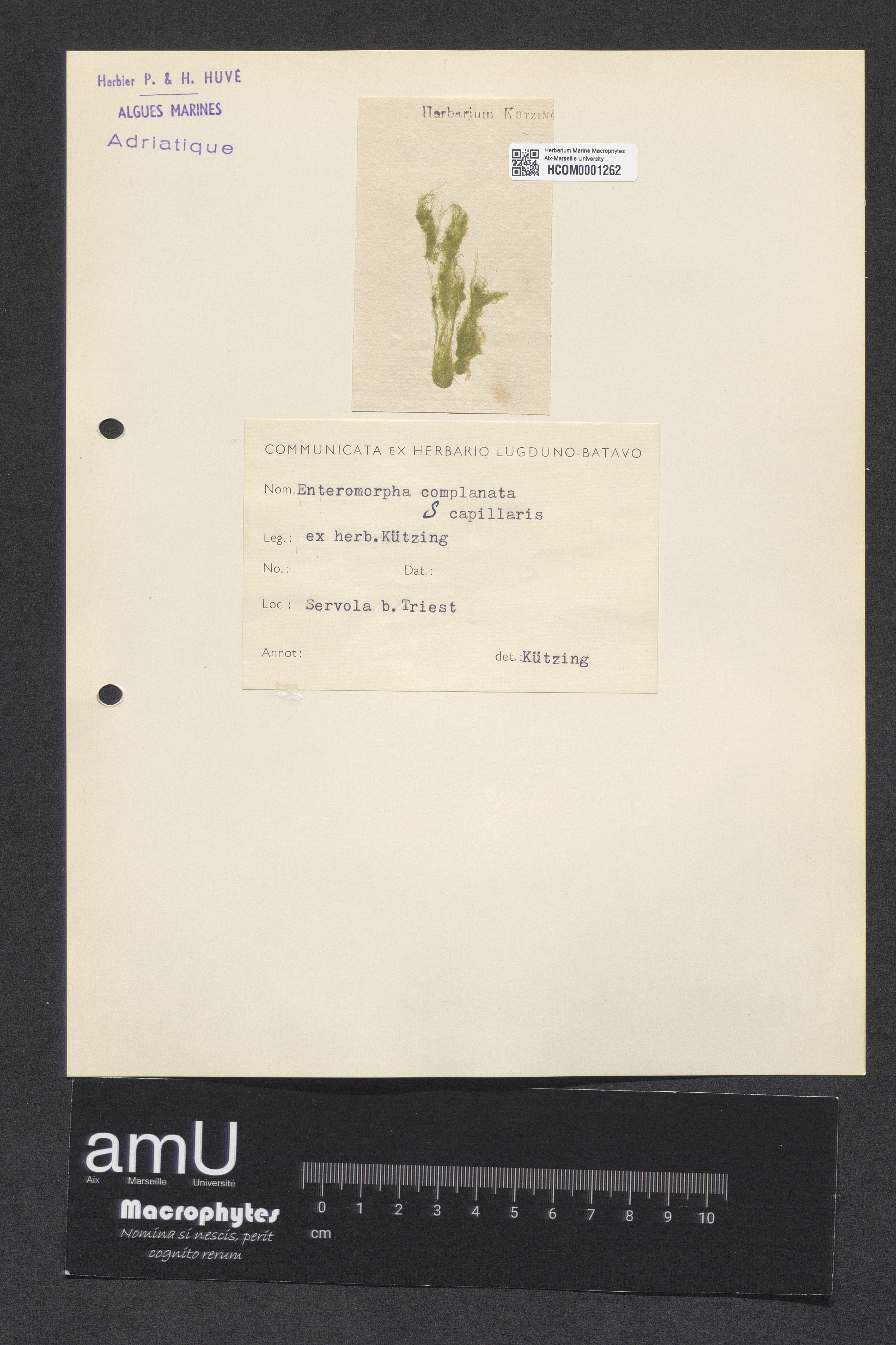 Enteromorpha complanata specimen