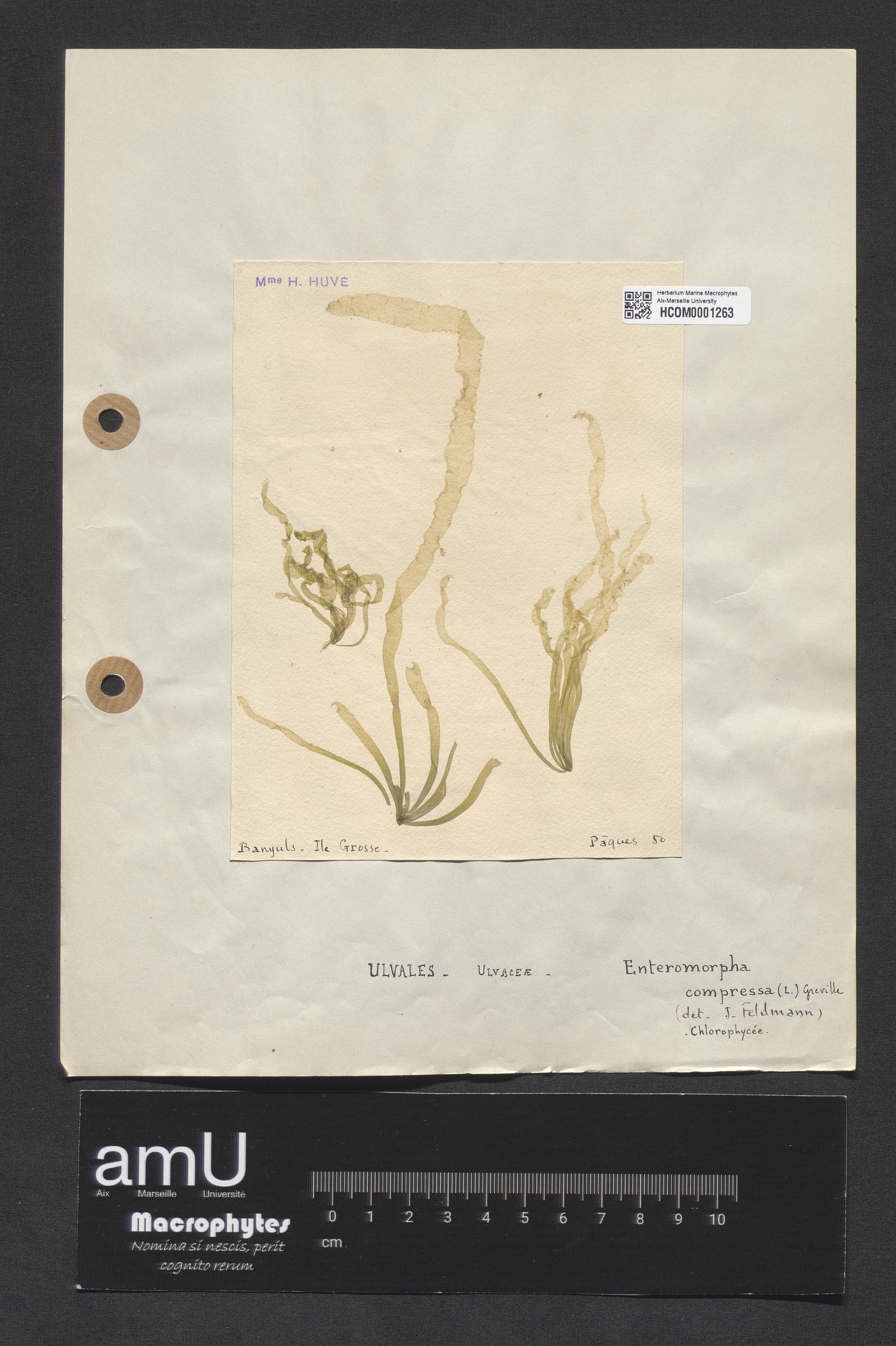 Enteromorpha compressa specimen
