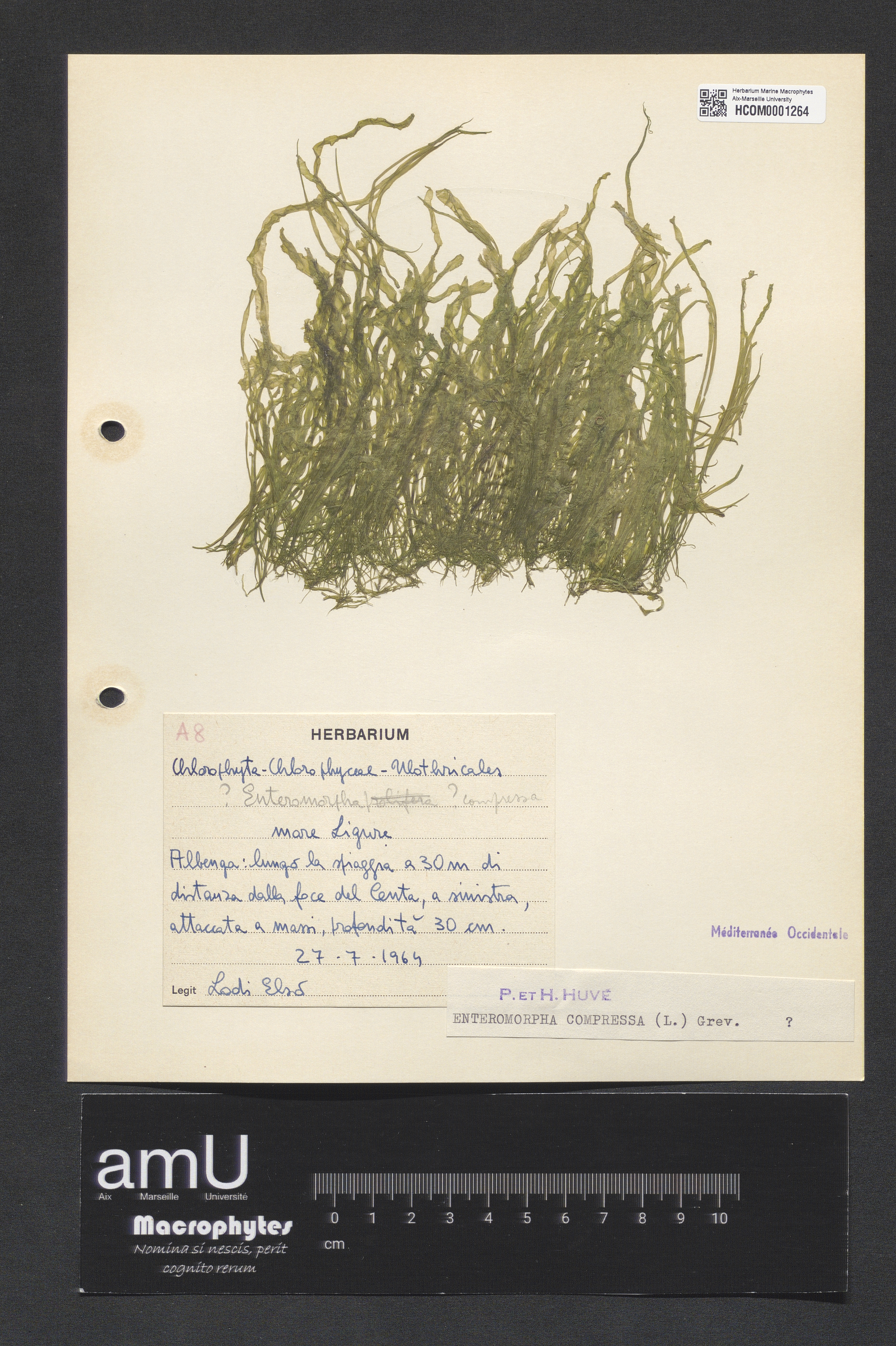Enteromorpha compressa specimen