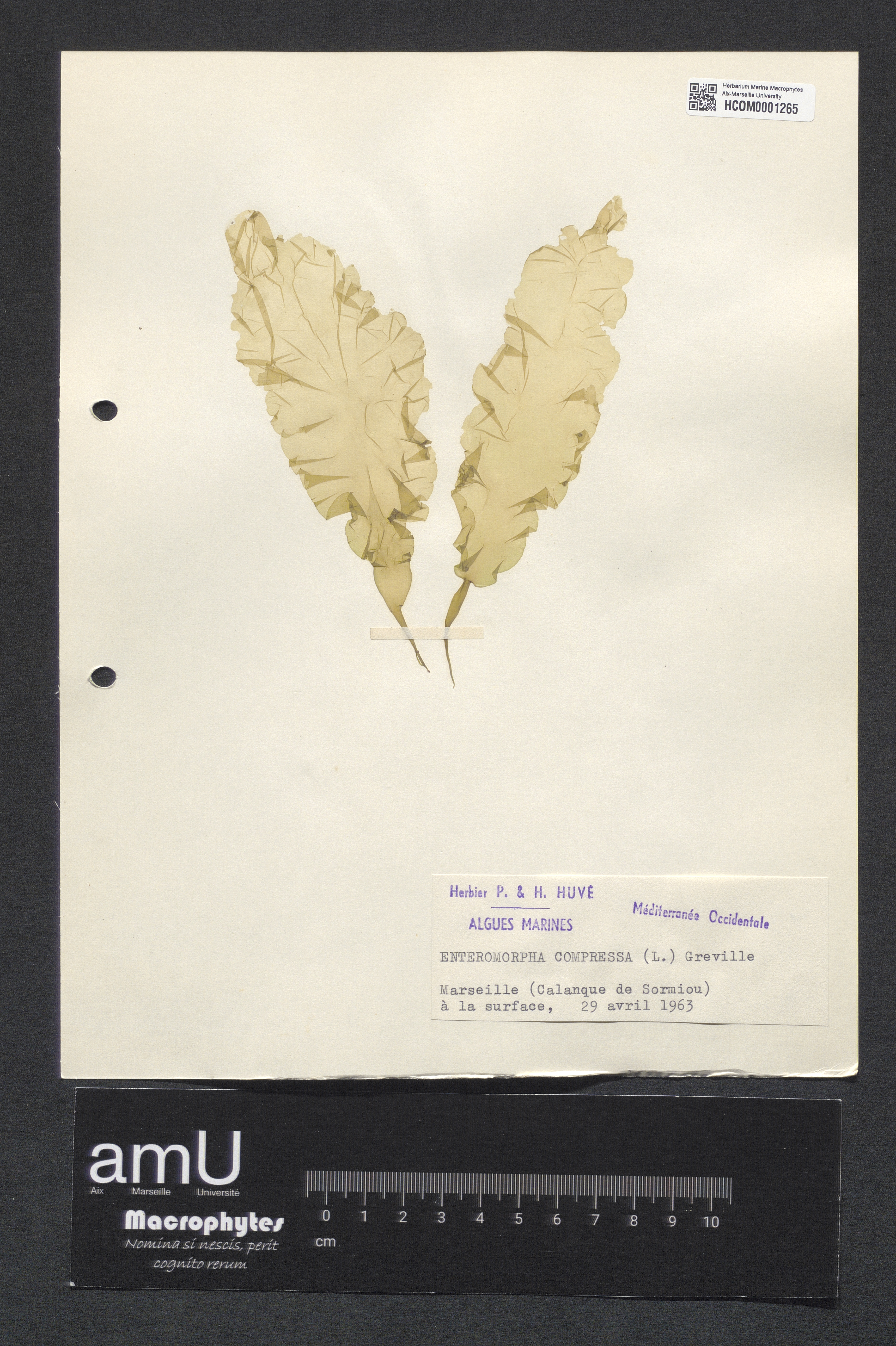 Enteromorpha compressa specimen