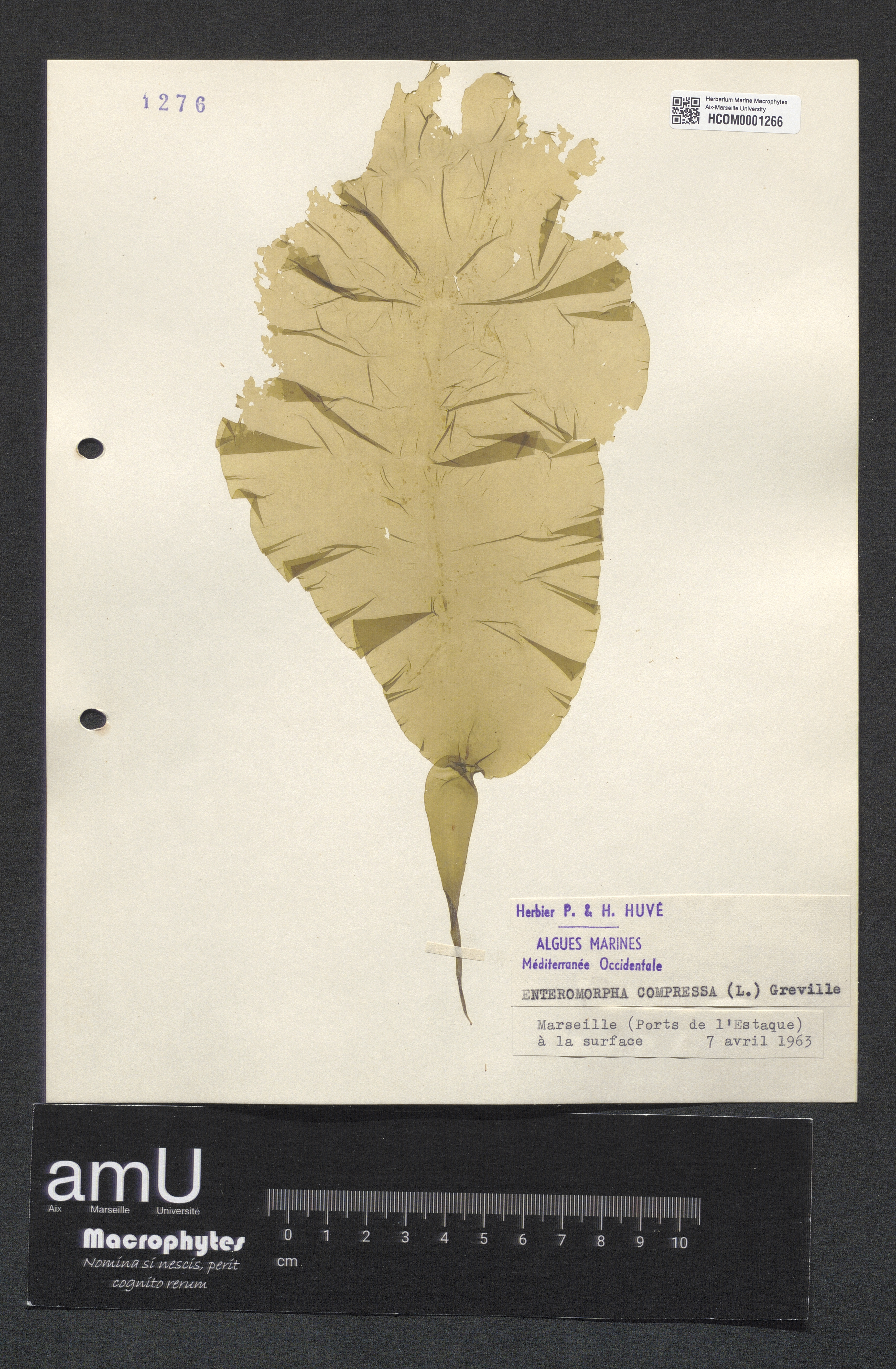 Enteromorpha compressa specimen