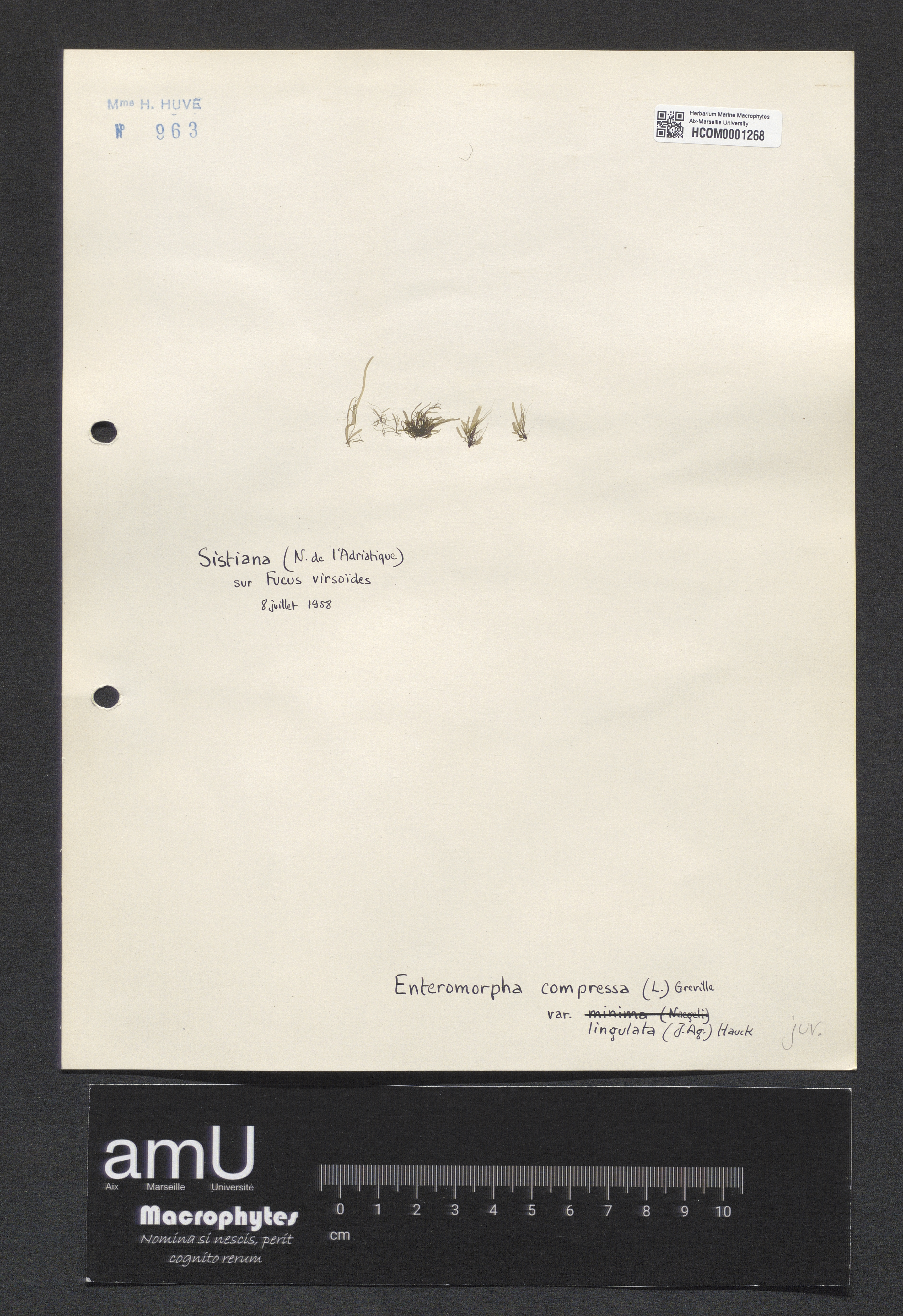 Enteromorpha compressa var. lingulata specimen