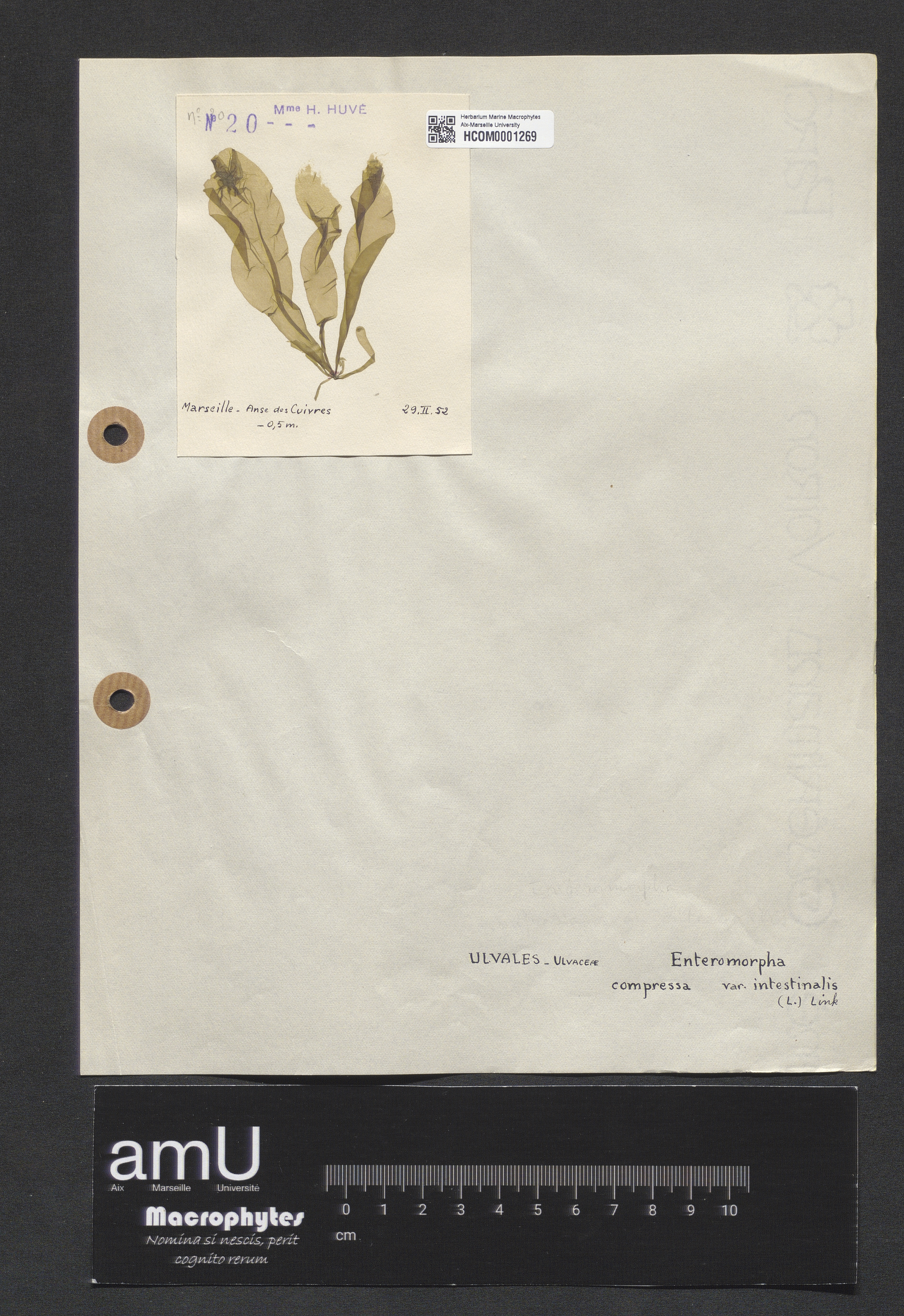 Enteromorpha compressa var. intestinalis specimen