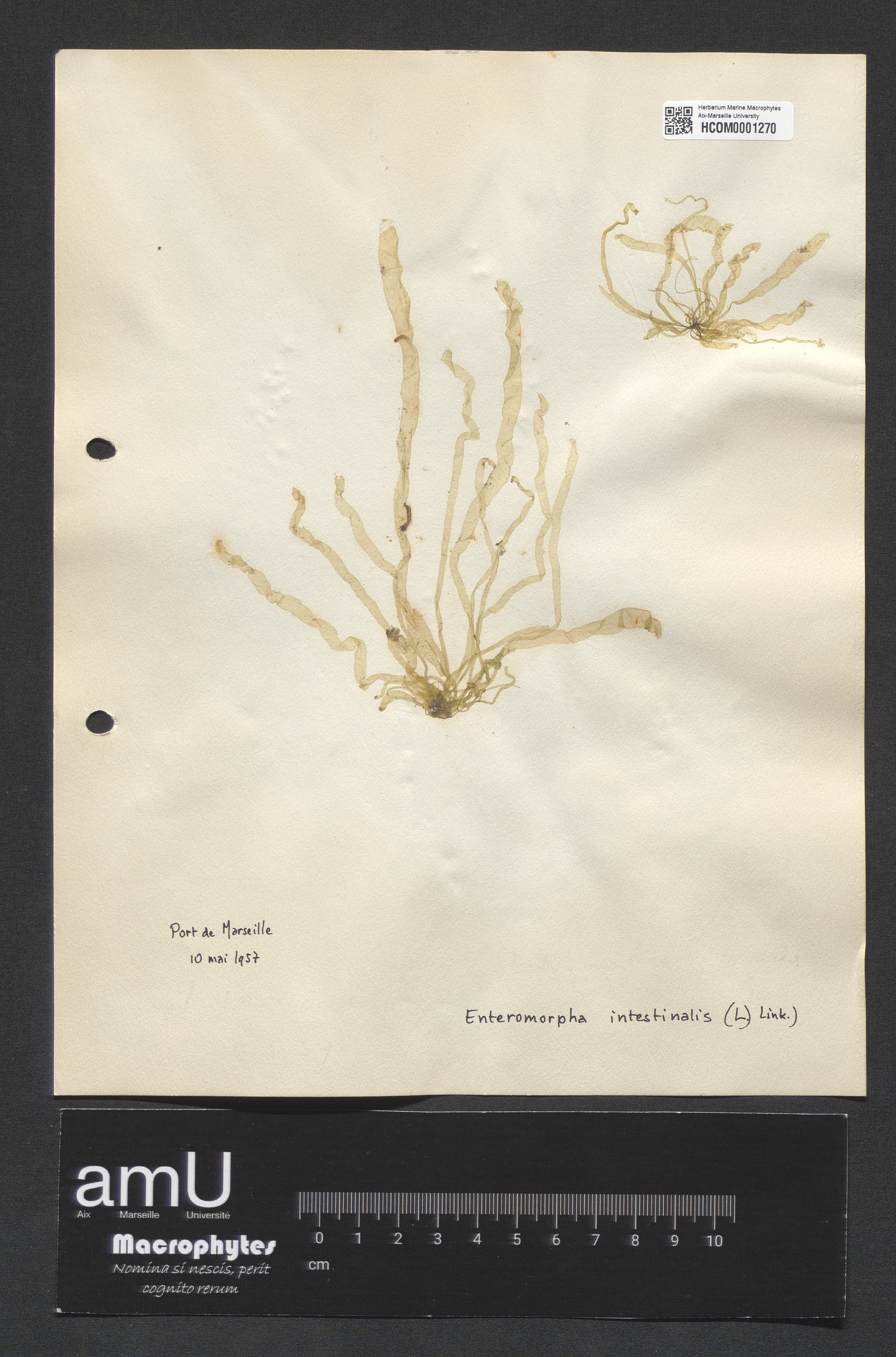 Enteromorpha intestinalis specimen