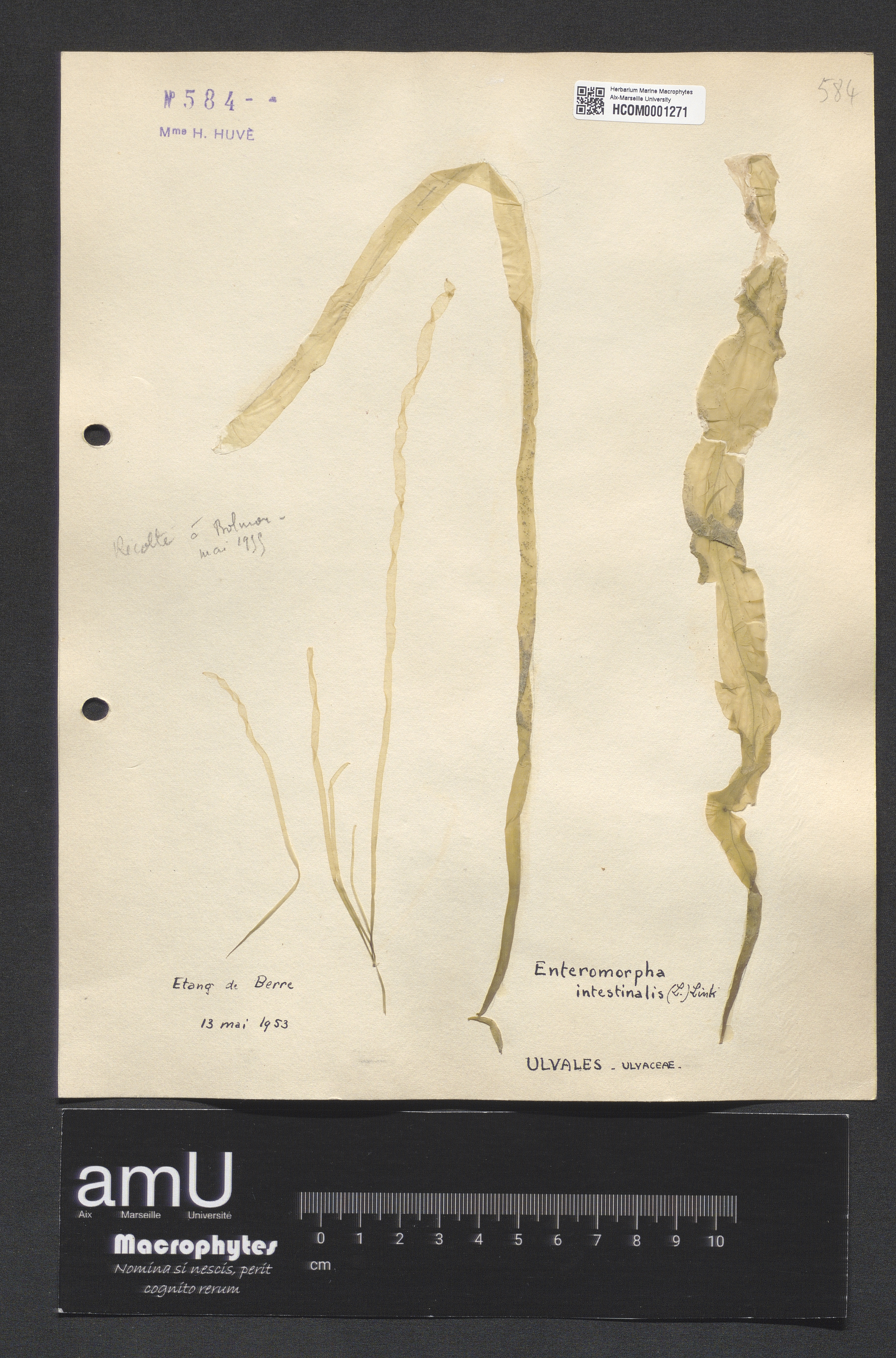 Enteromorpha intestinalis specimen