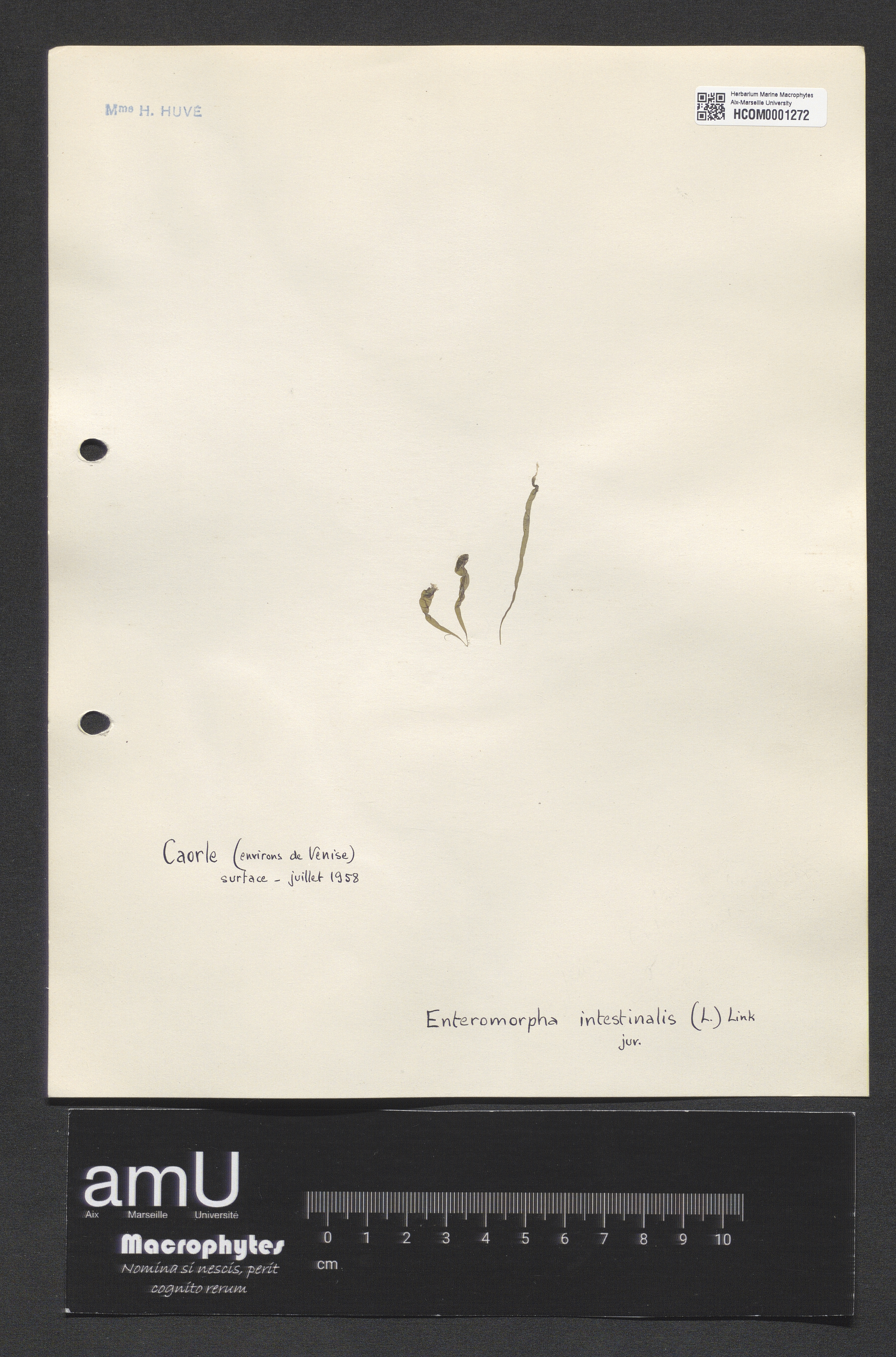 Enteromorpha intestinalis specimen