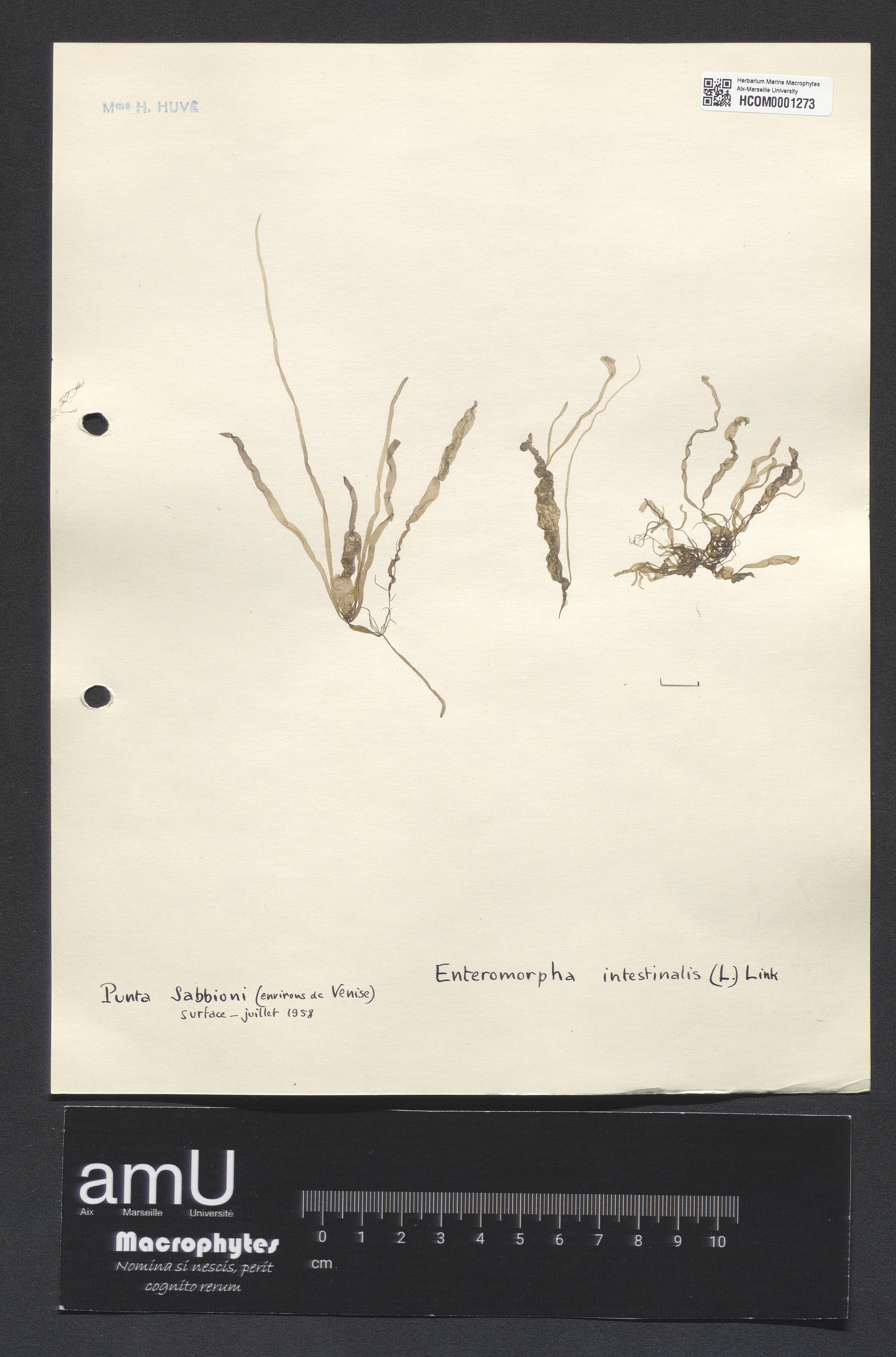 Enteromorpha intestinalis specimen