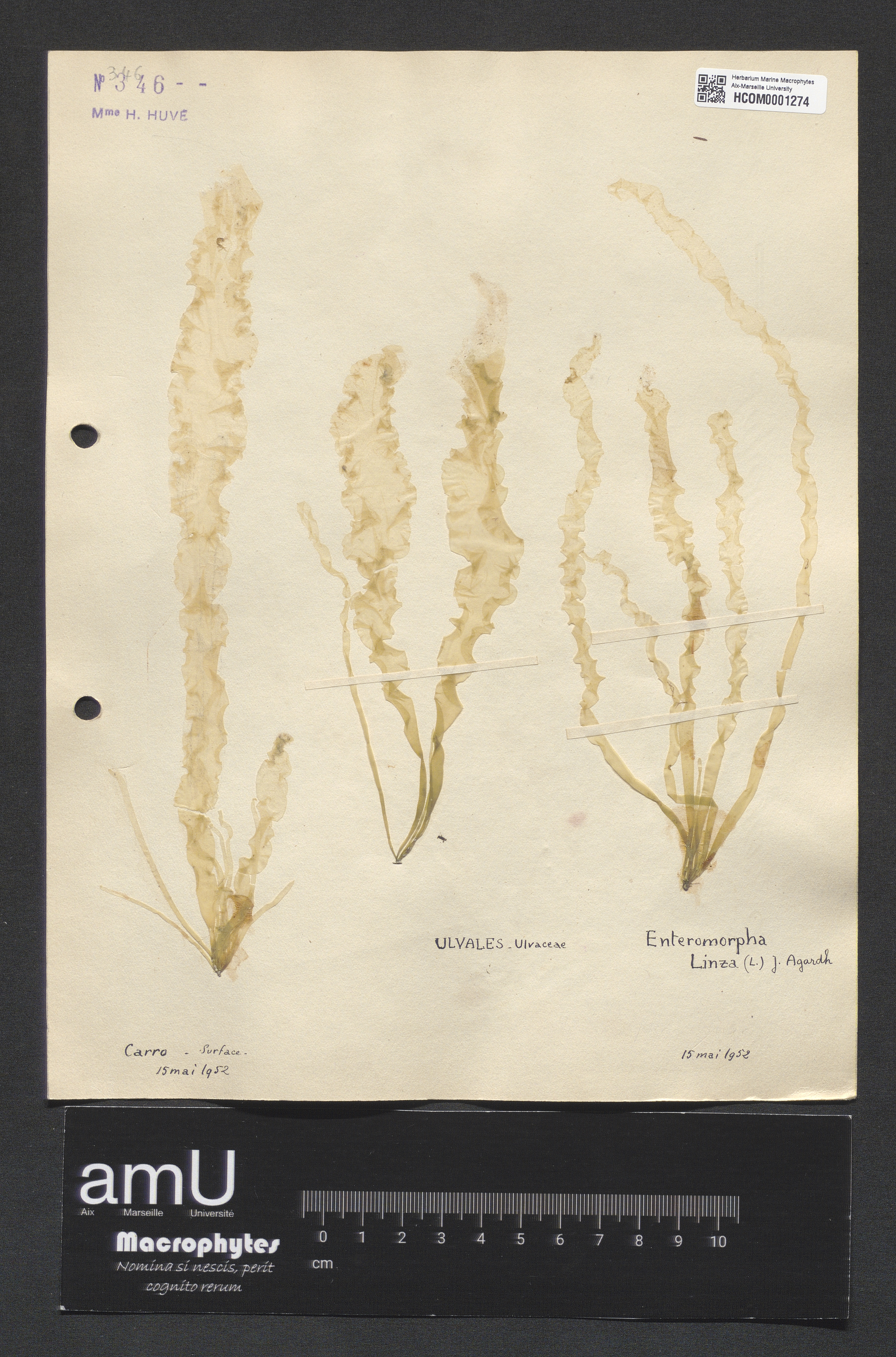 Enteromorpha linza specimen