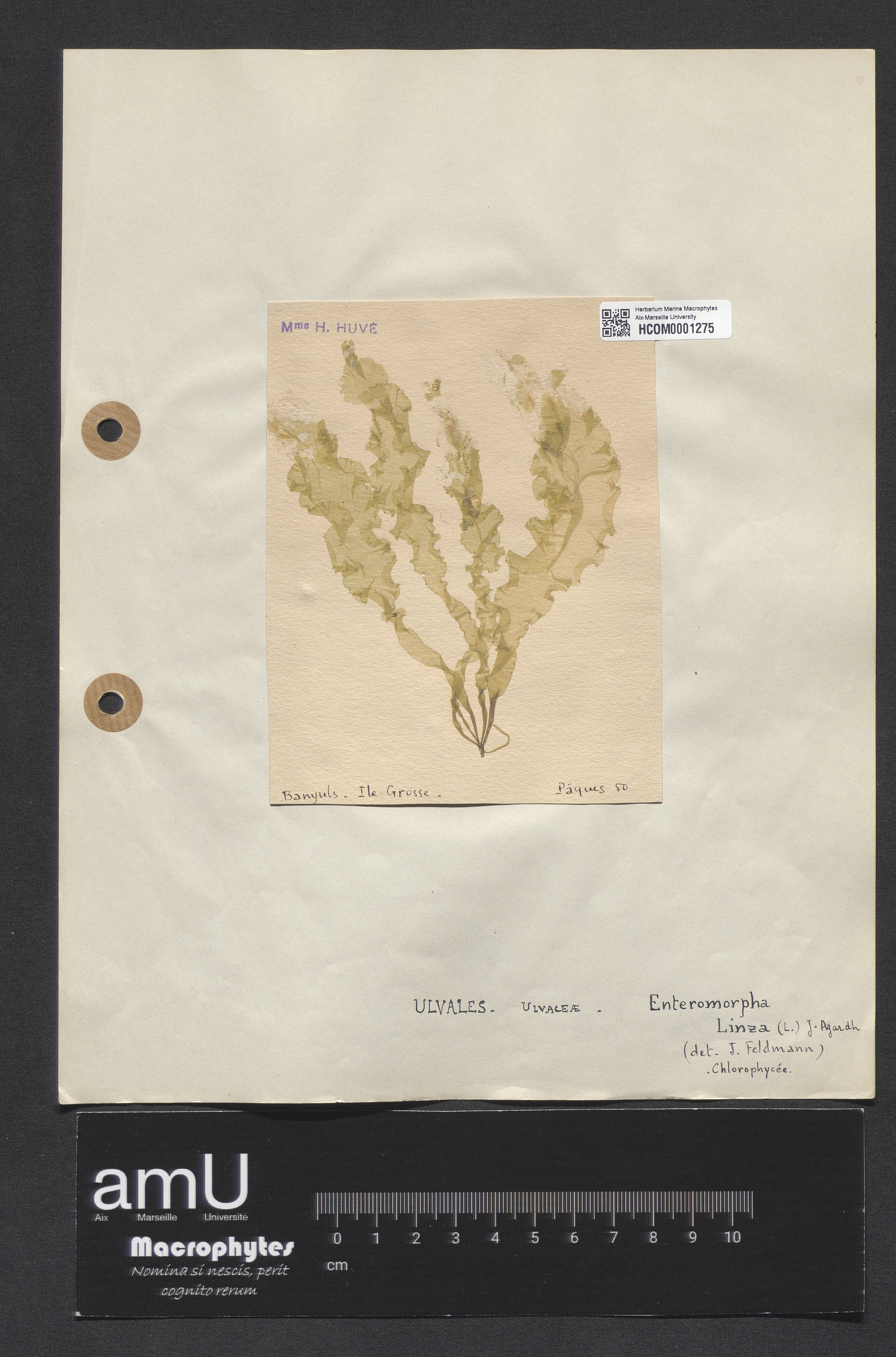 Enteromorpha linza specimen