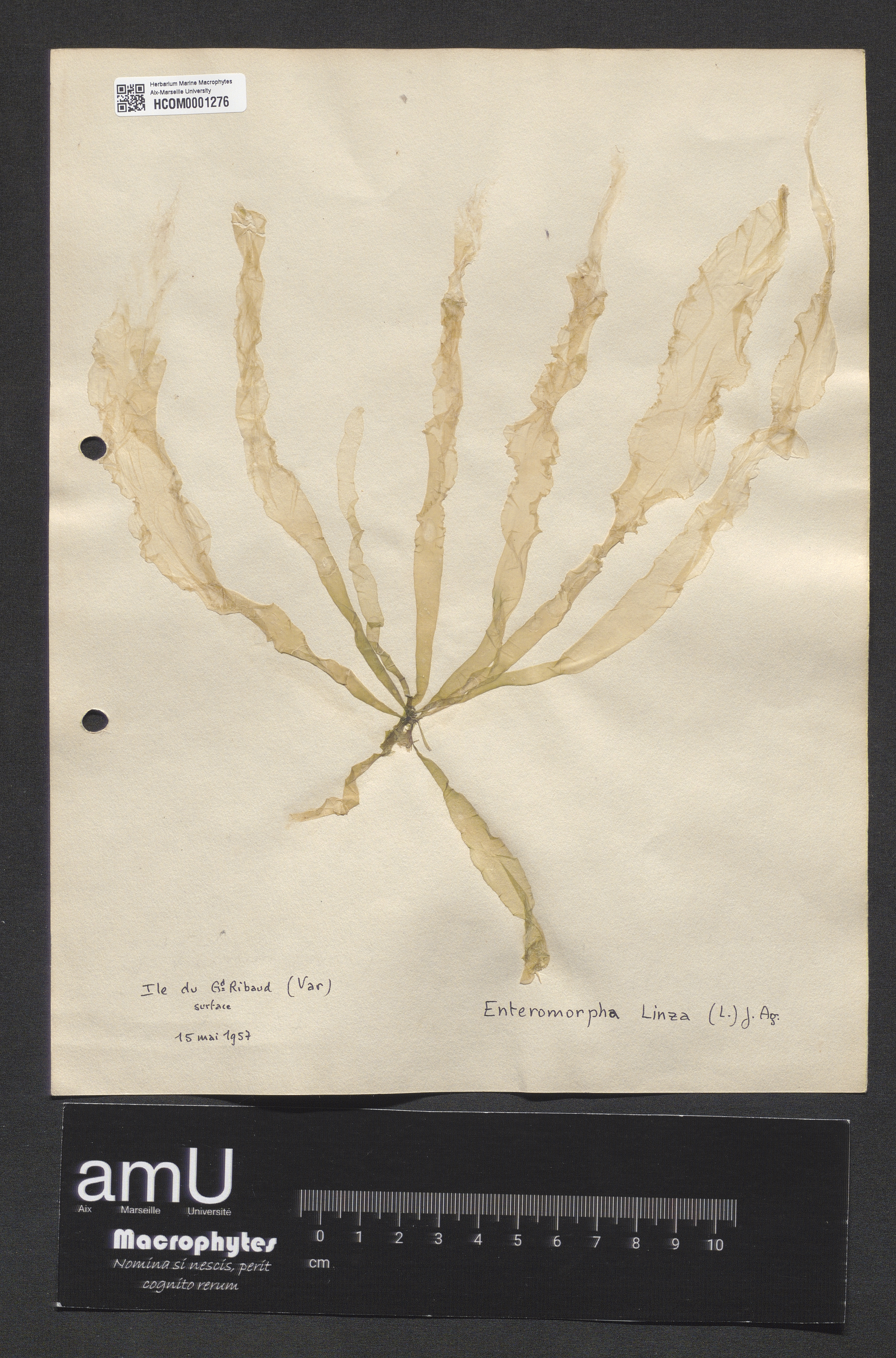 Enteromorpha linza specimen