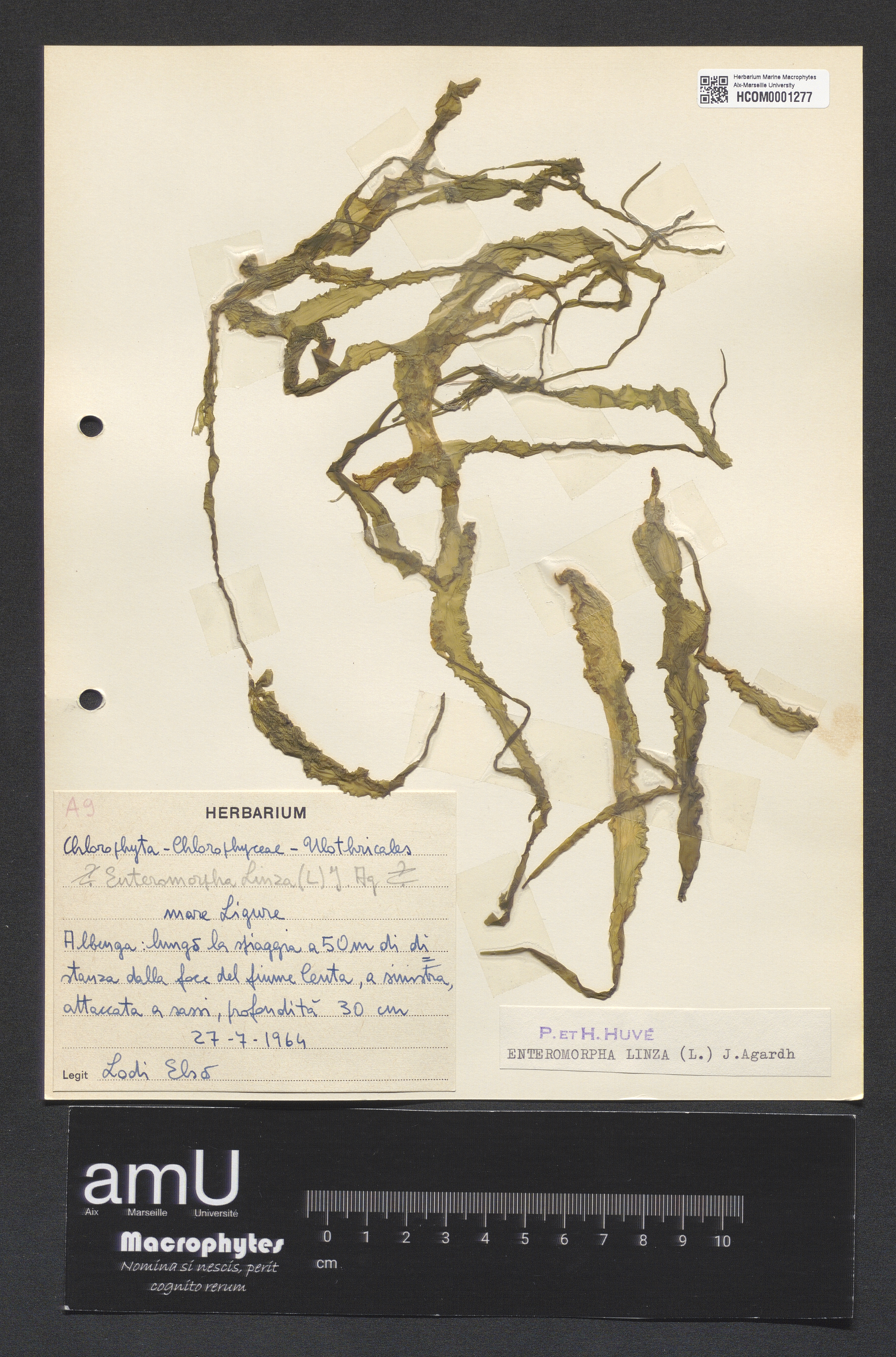 Enteromorpha linza specimen