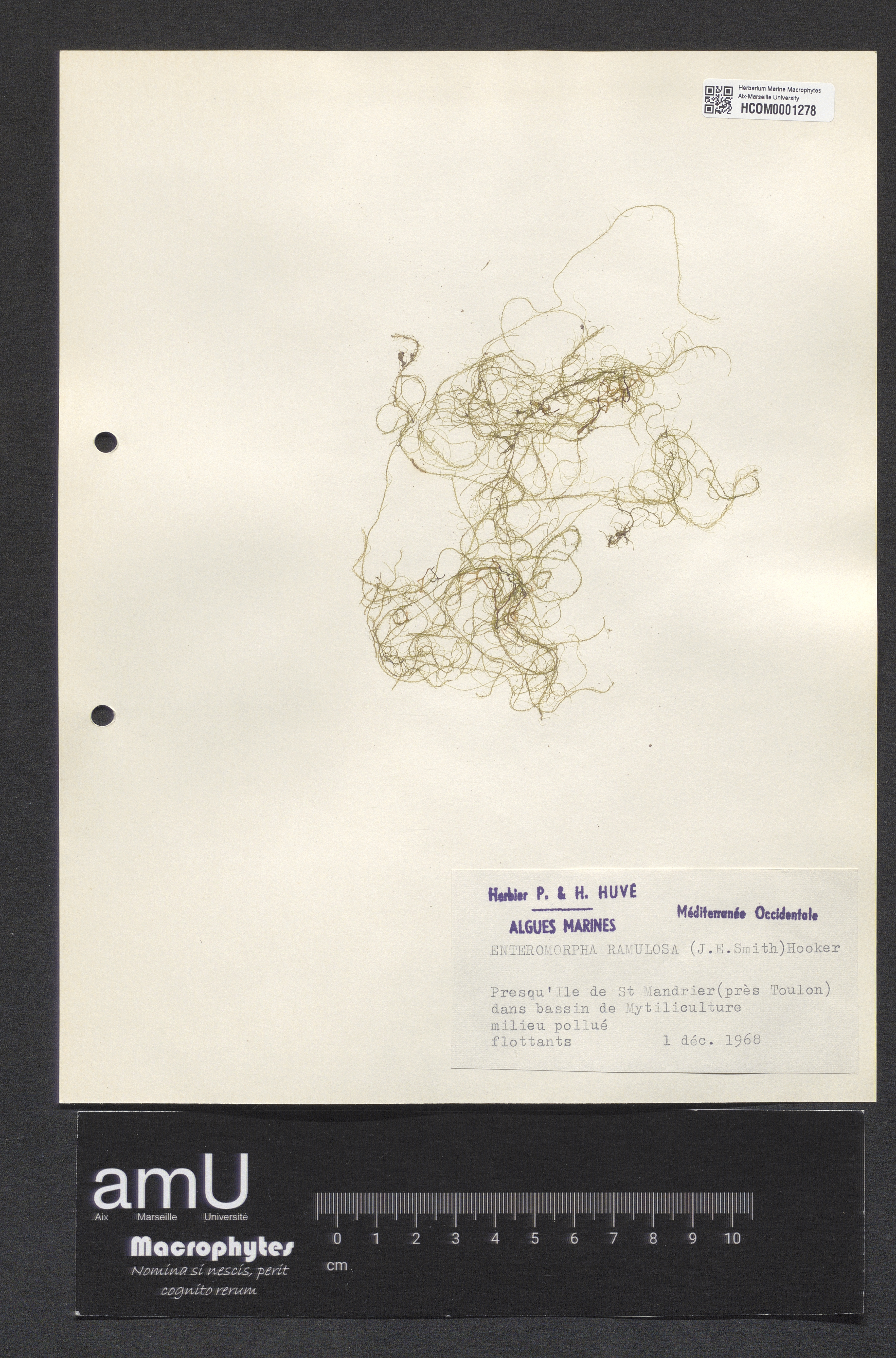 Enteromorpha ramulosa specimen
