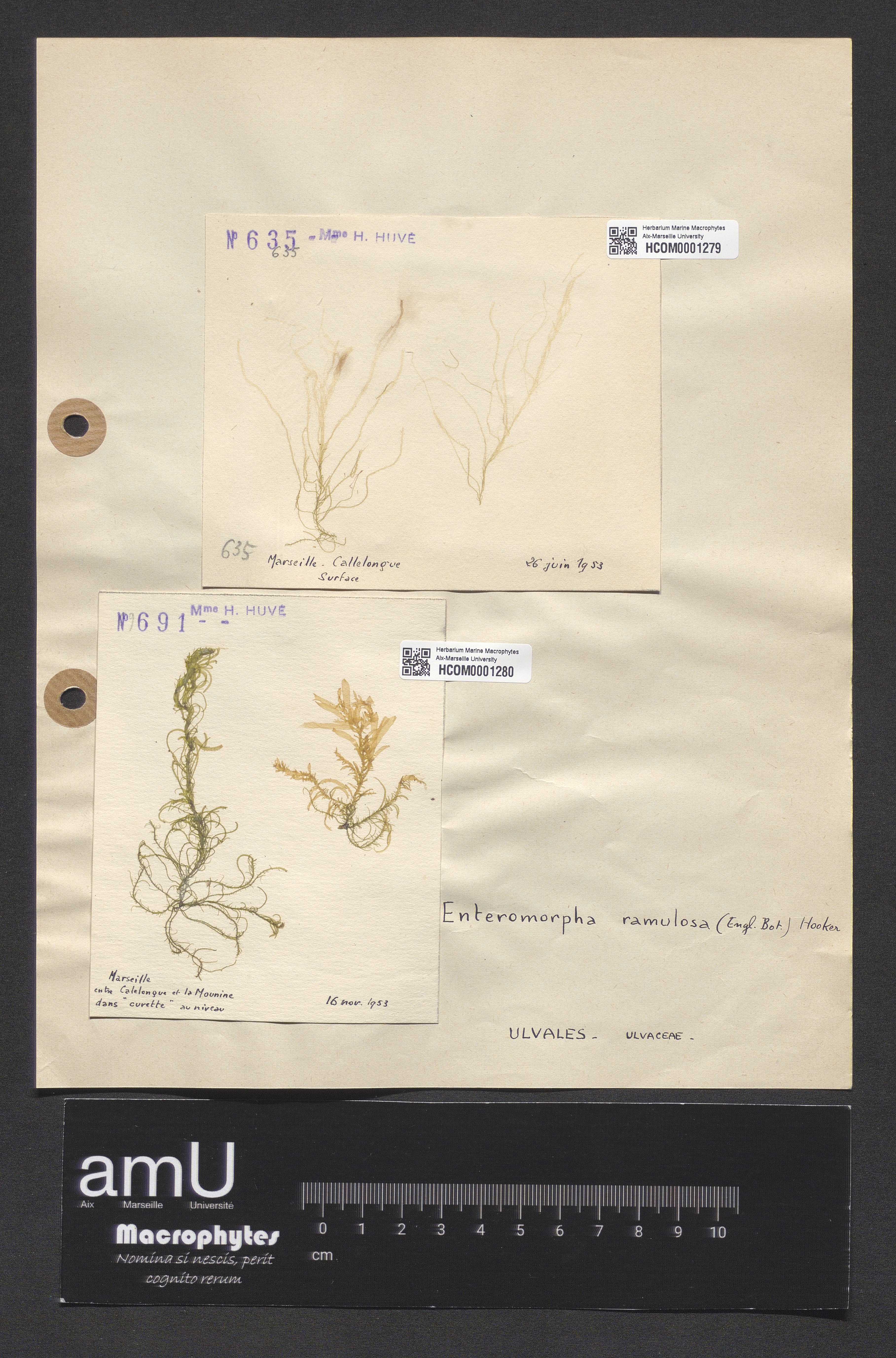 Enteromorpha ramulosa specimen