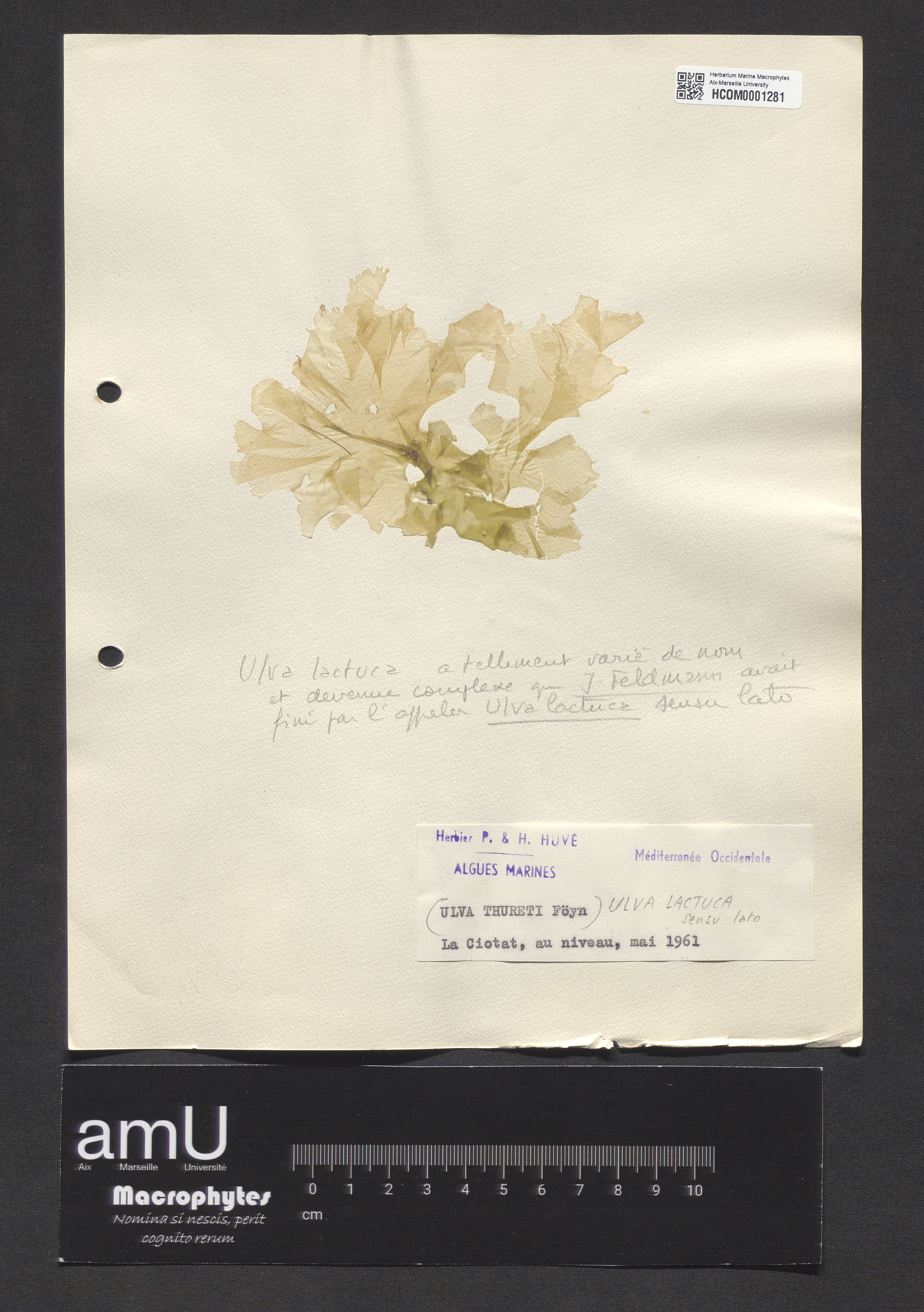 Ulva lactuca specimen