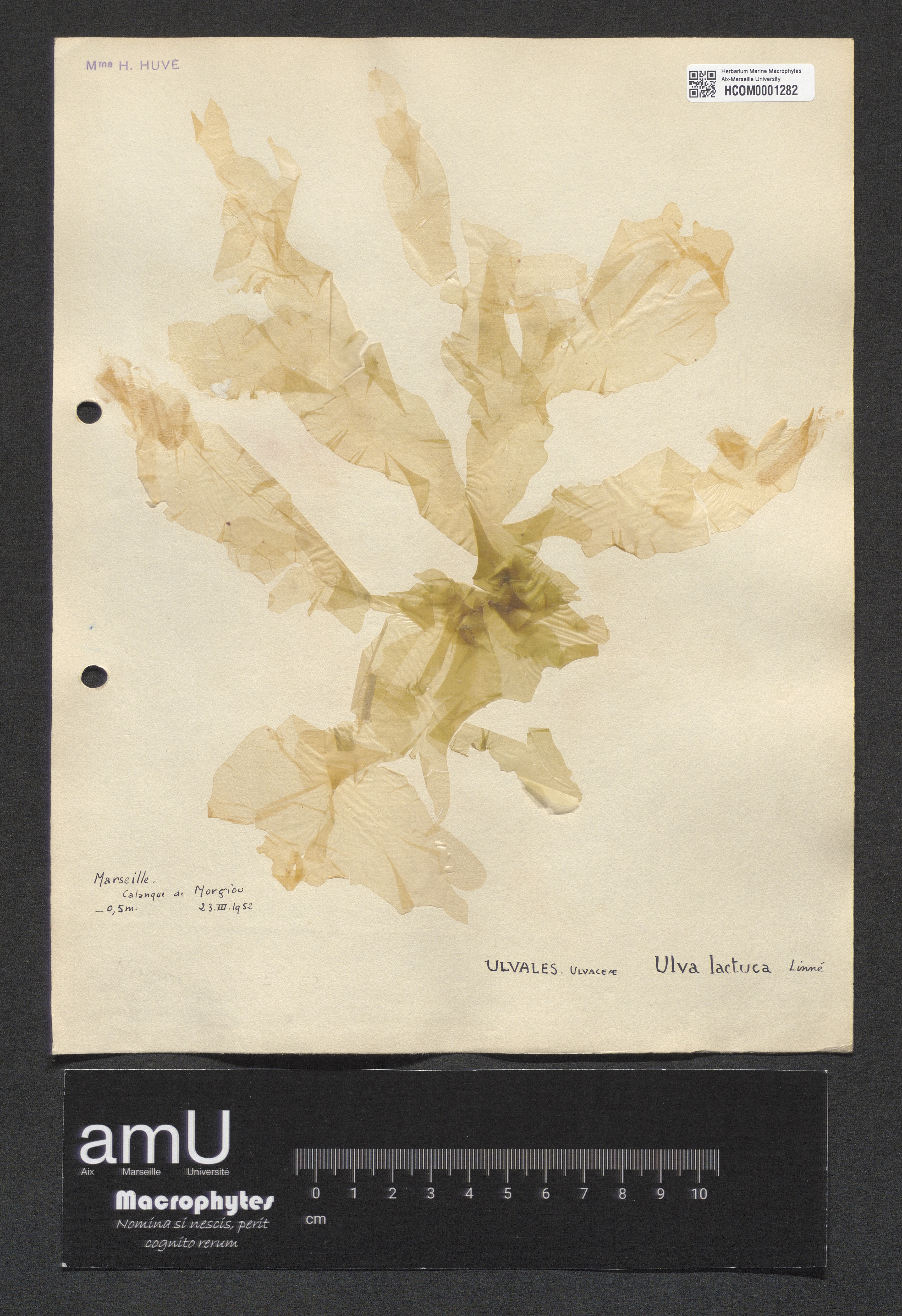Ulva lactuca specimen