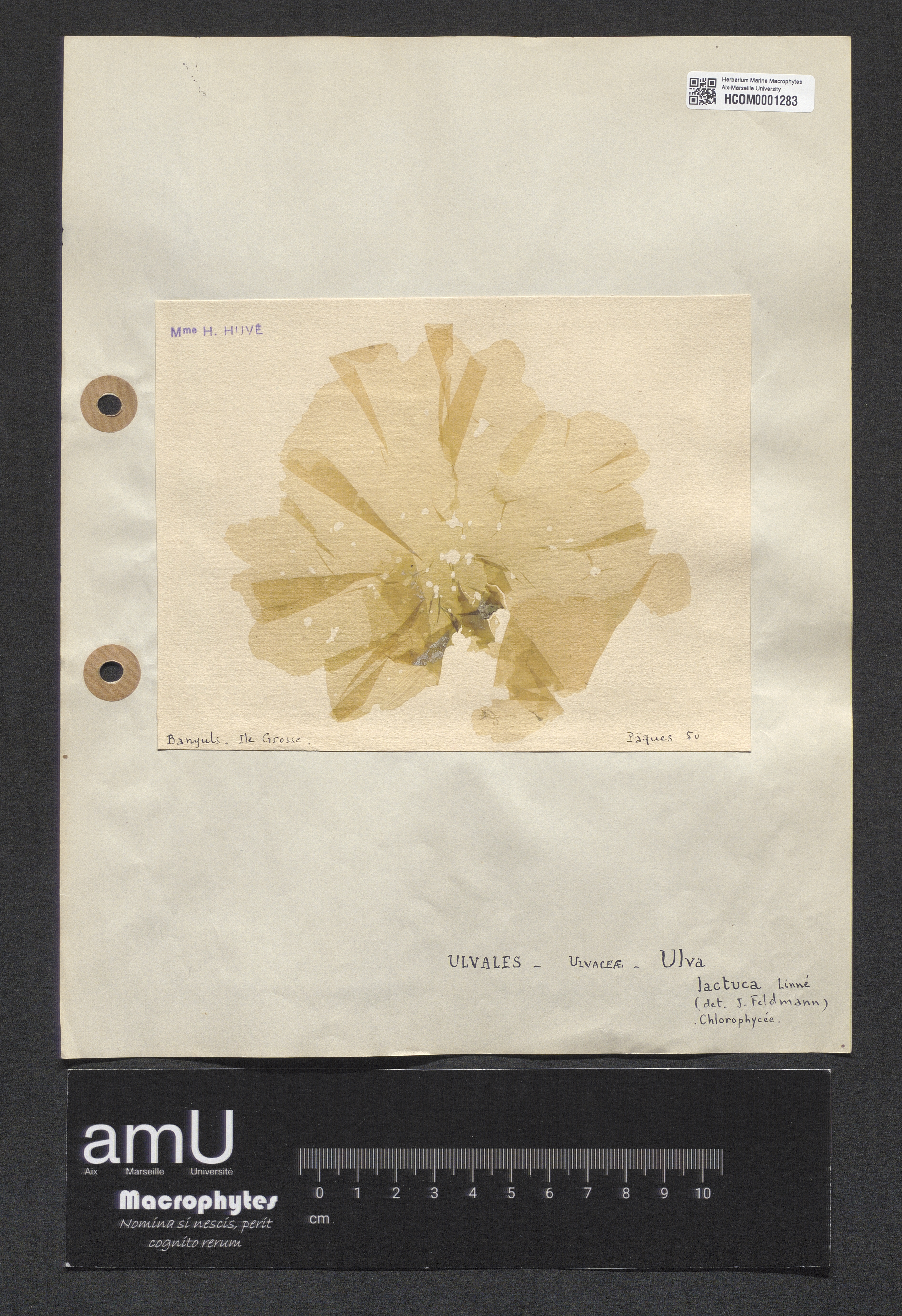 Ulva lactuca specimen