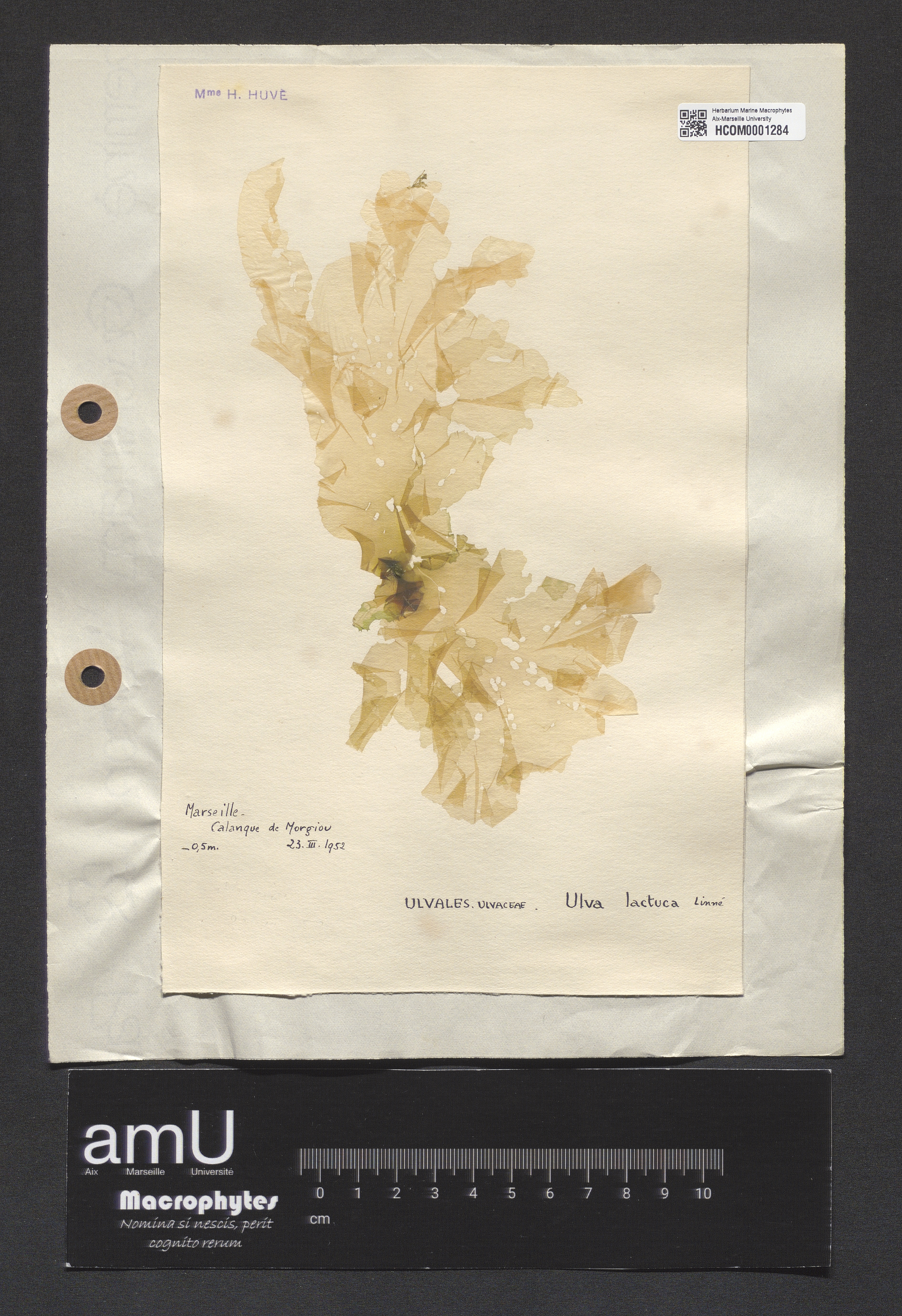 Ulva lactuca specimen