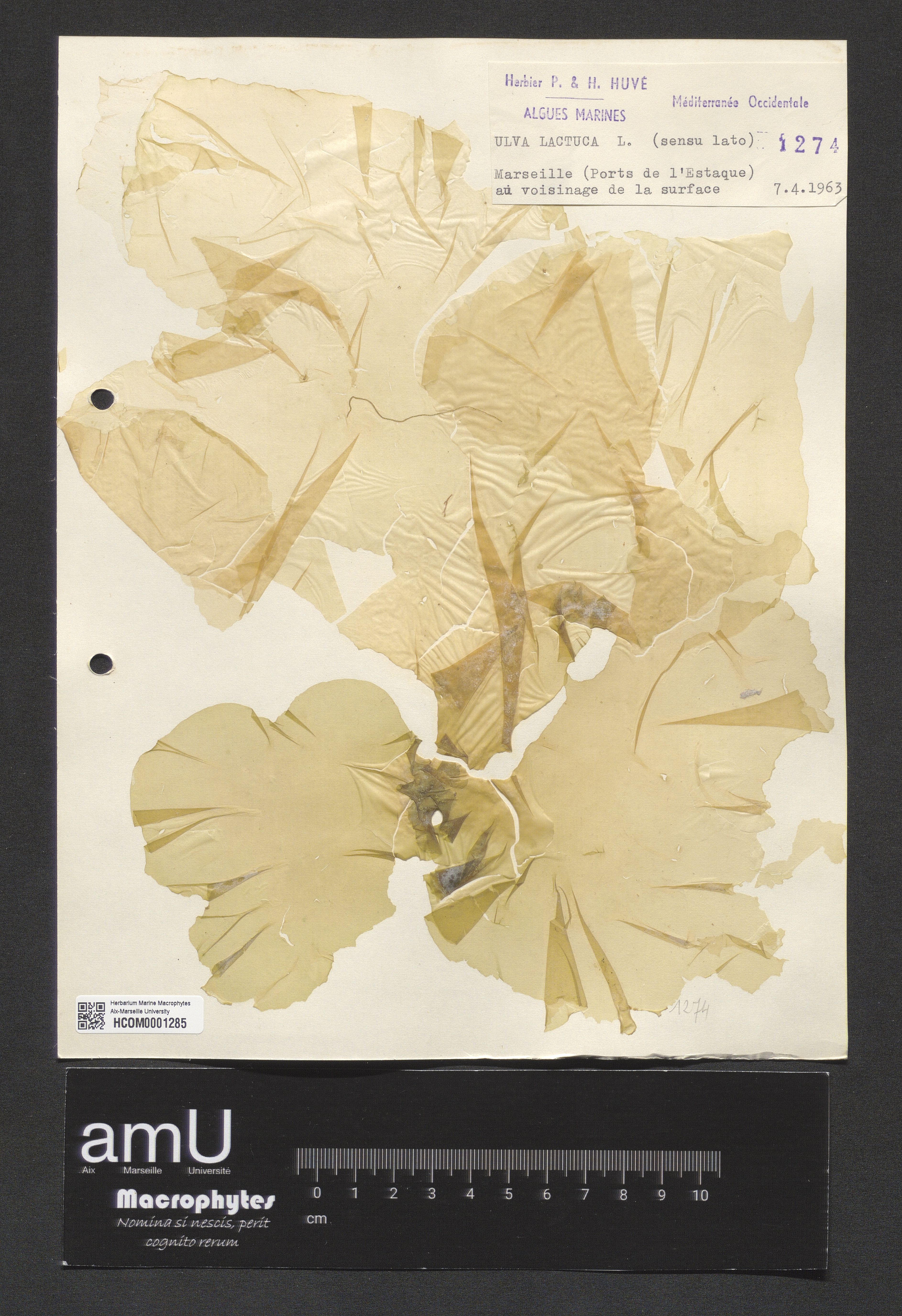 Ulva lactuca specimen