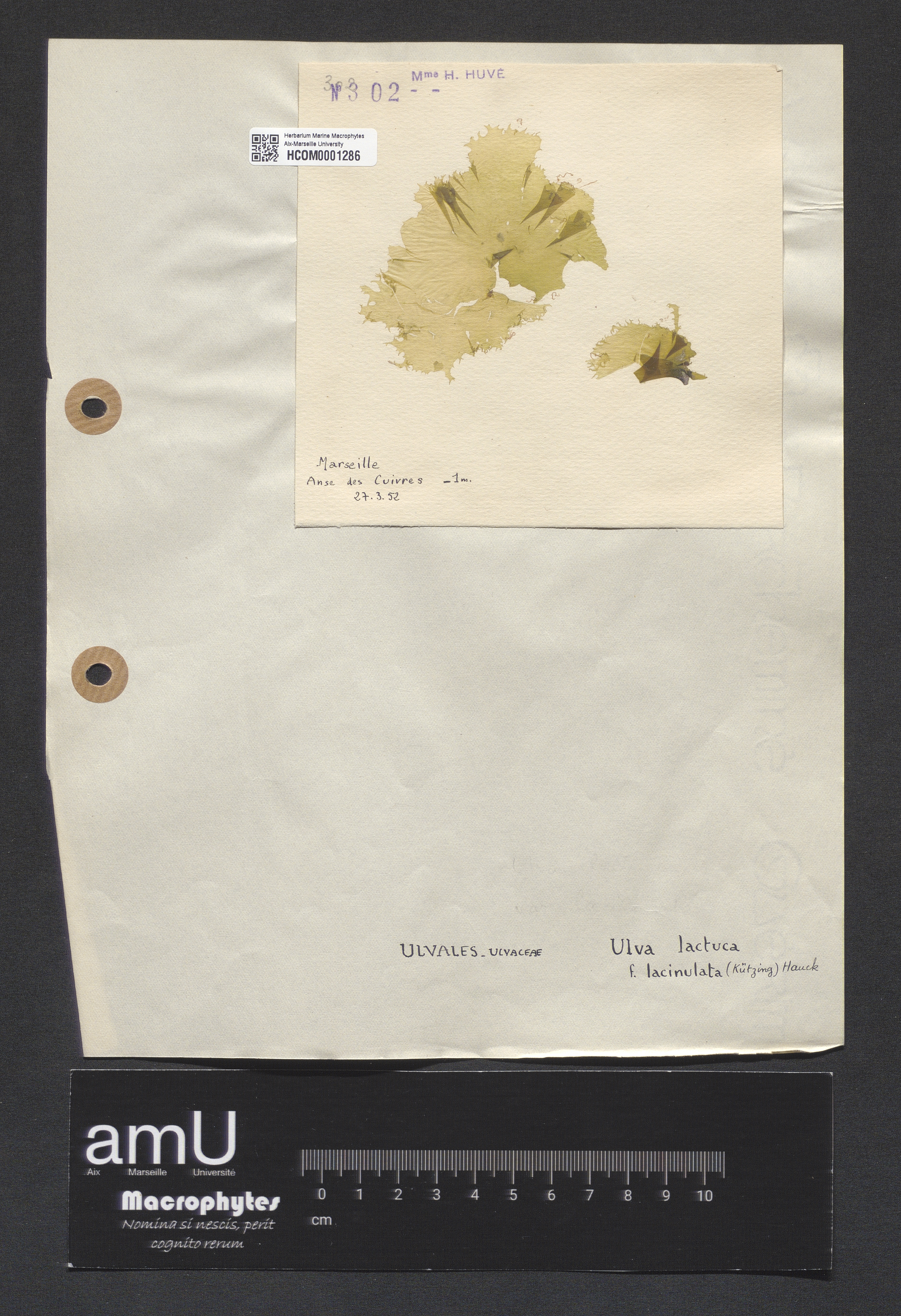 Ulva lactuca f. lacinulata specimen