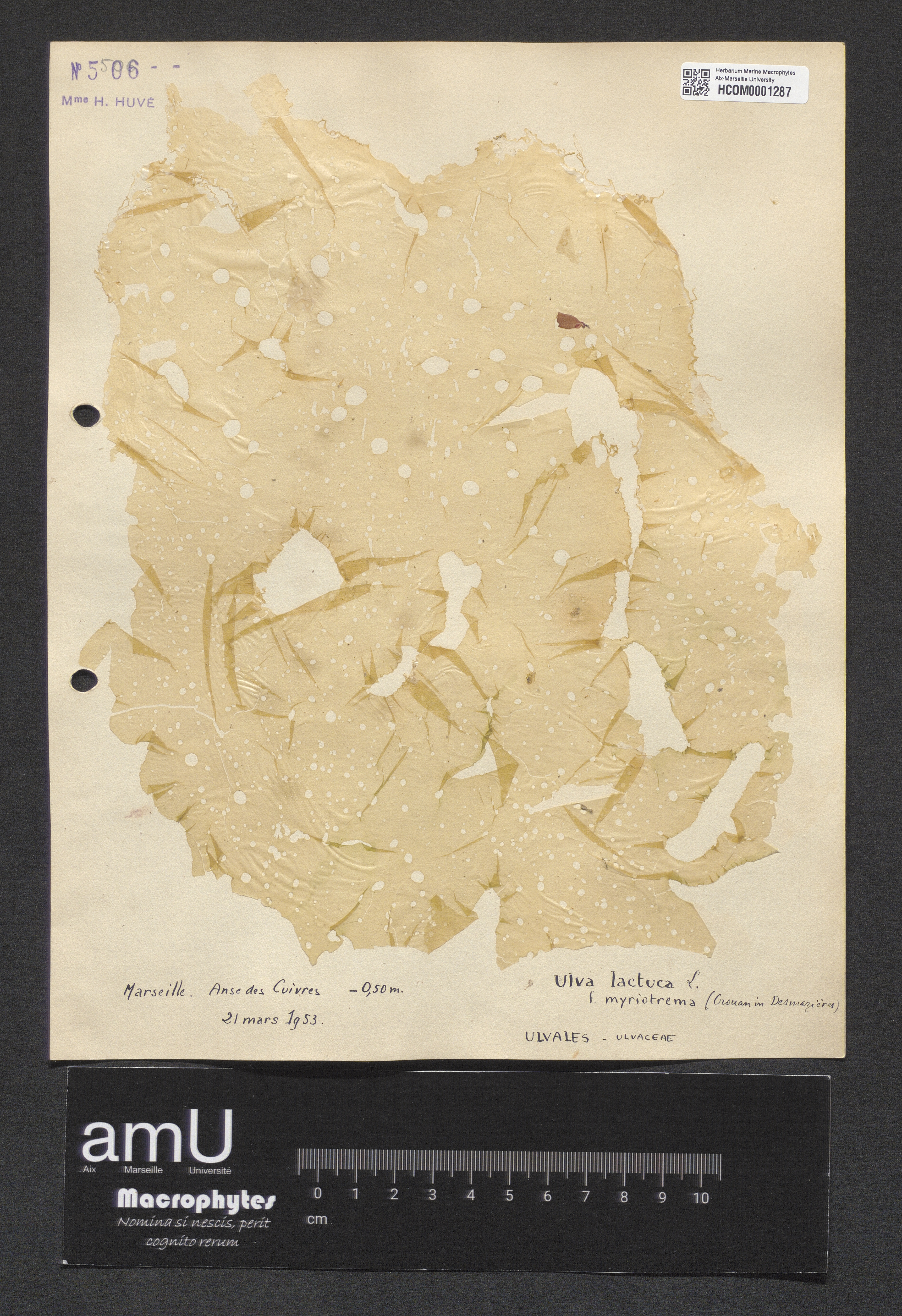 Ulva lactuca f. myriotrema specimen