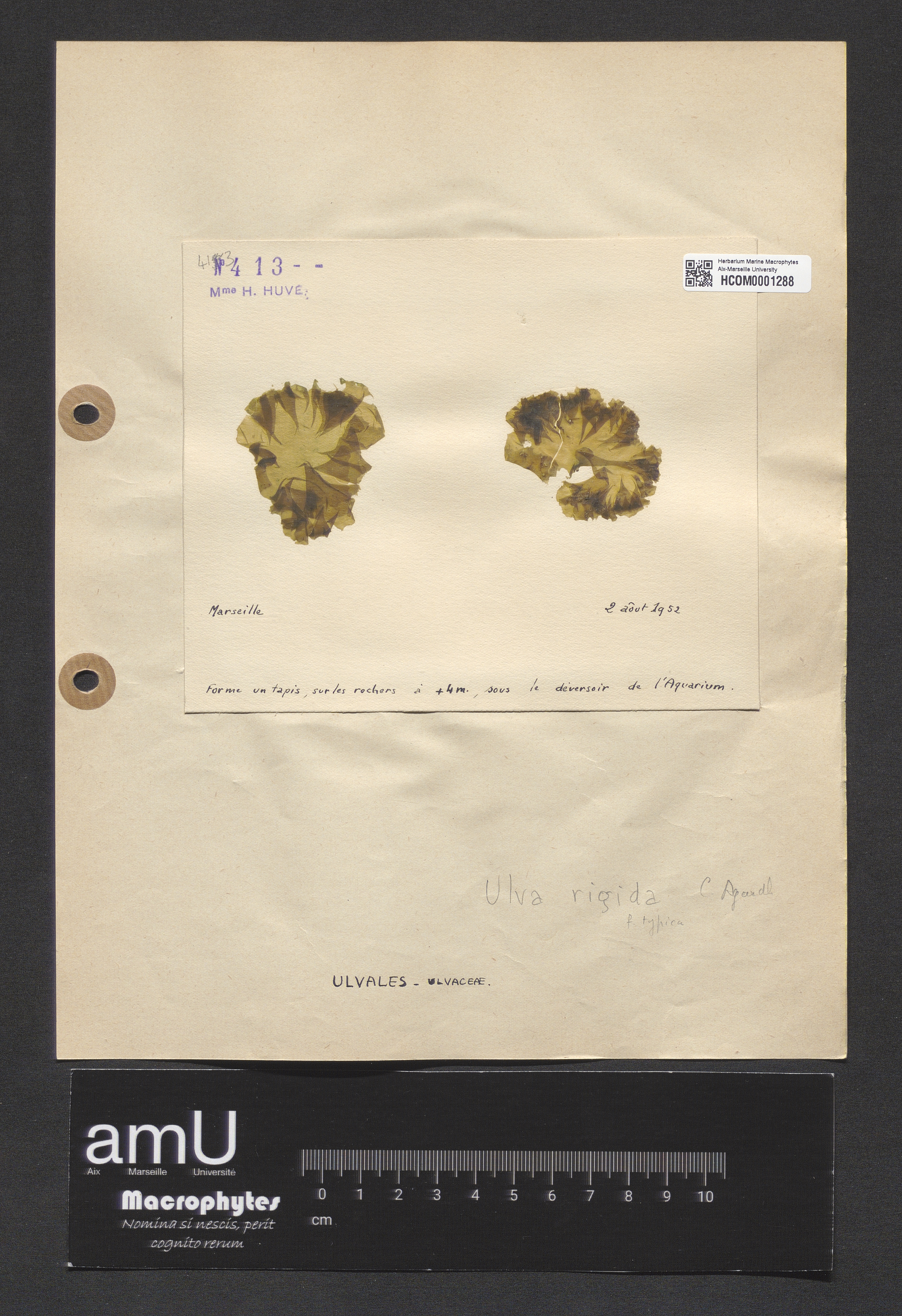 Ulva rigida specimen