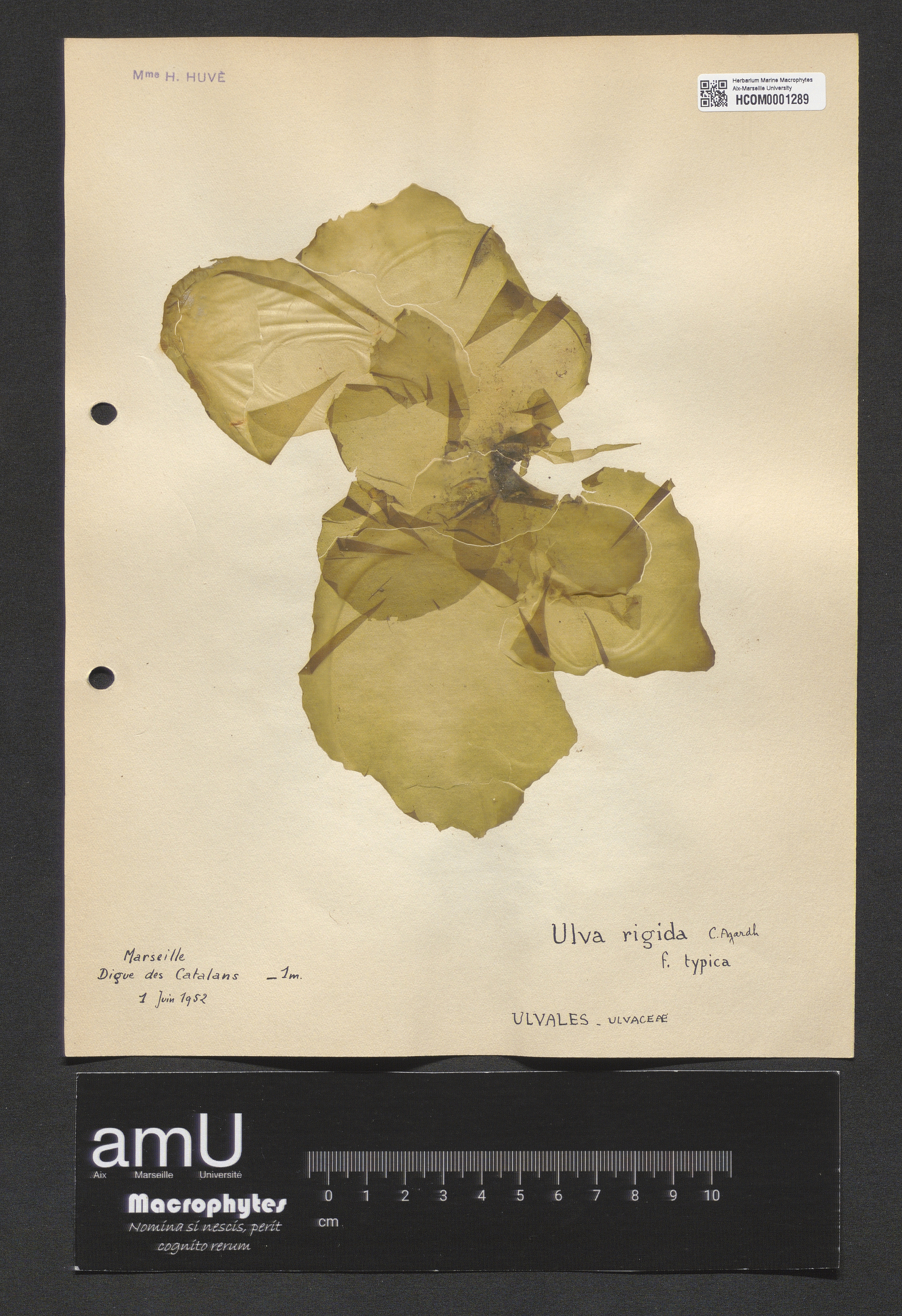 Ulva rigida specimen