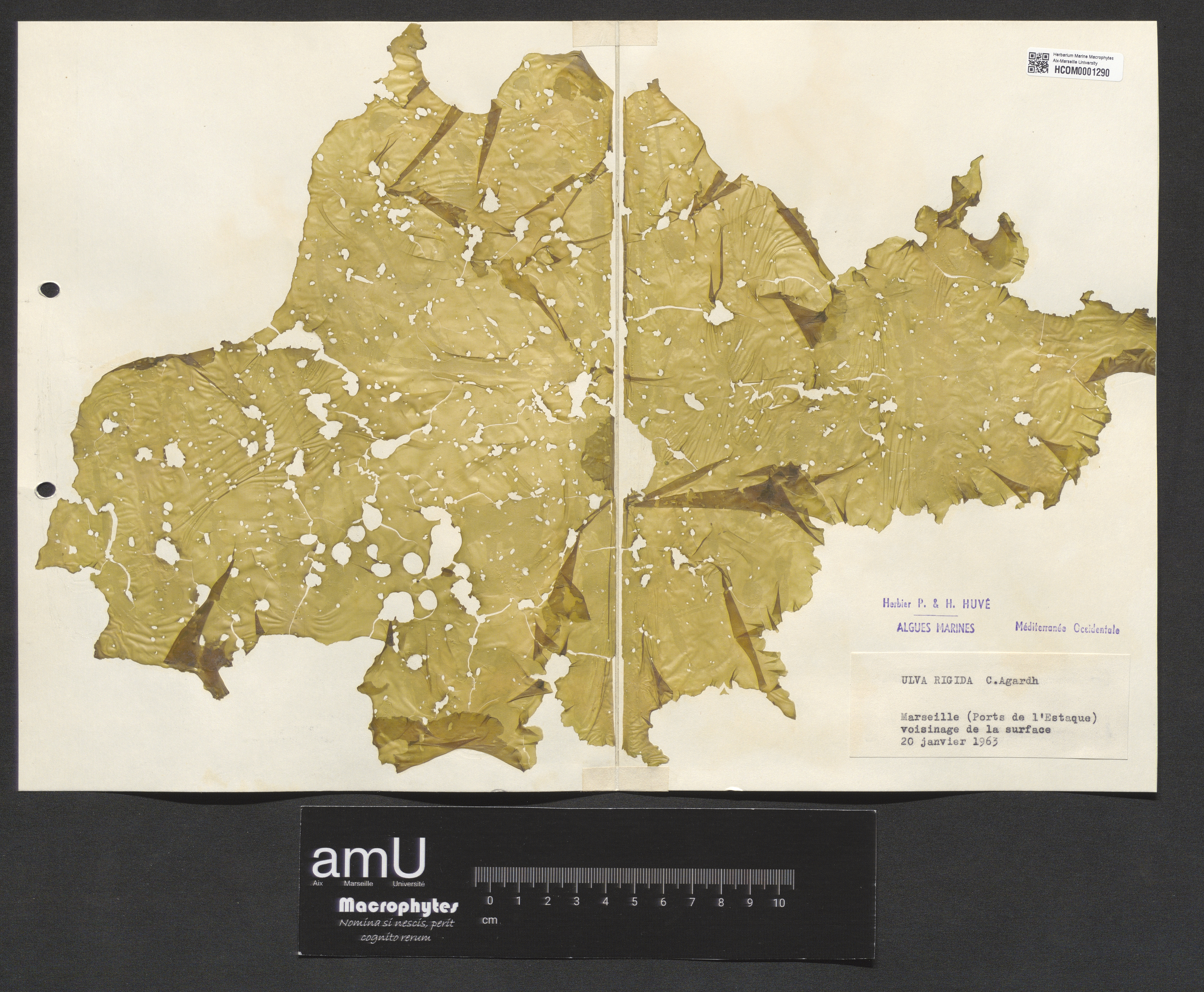 Ulva rigida specimen