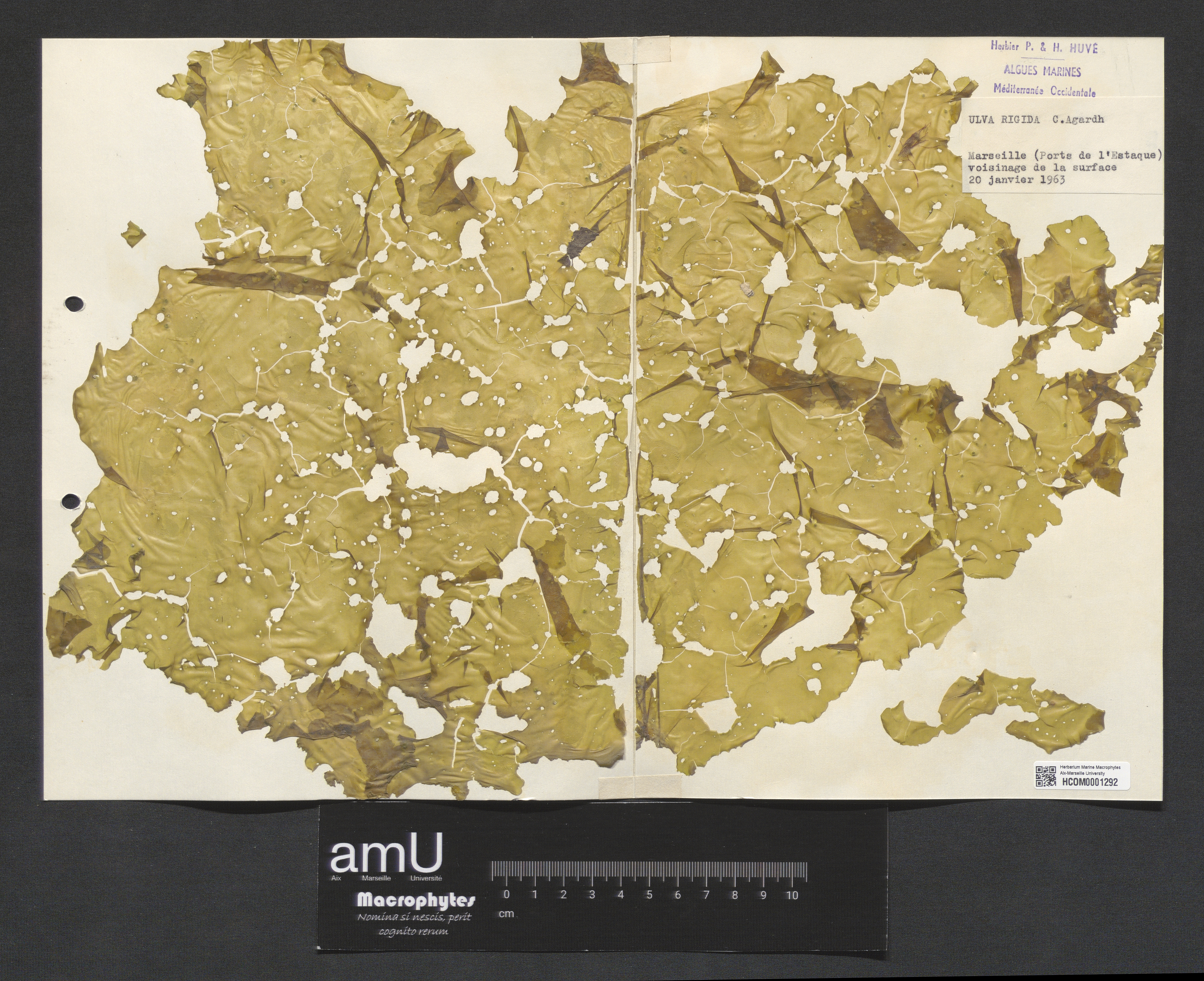 Ulva rigida specimen