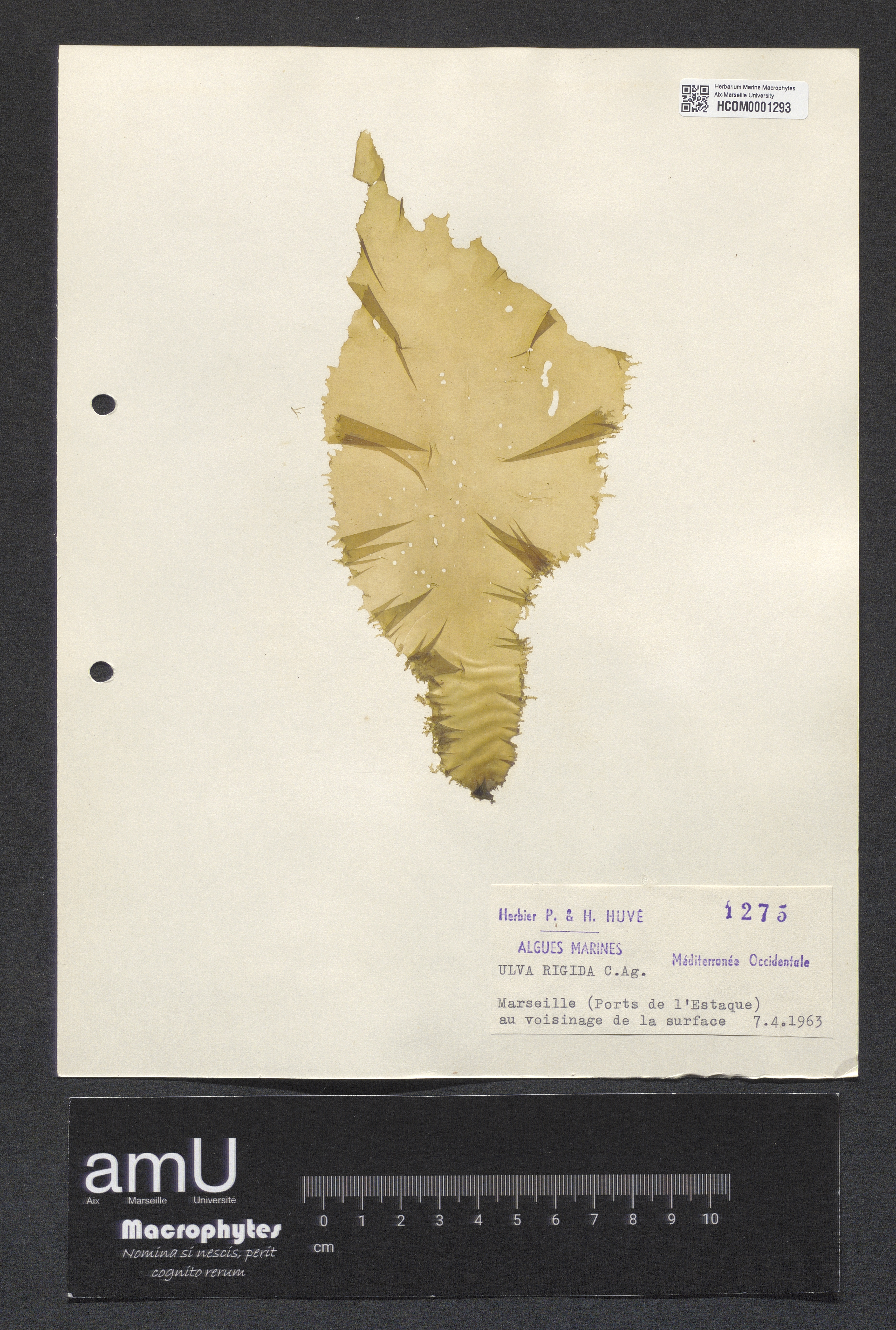 Ulva rigida specimen