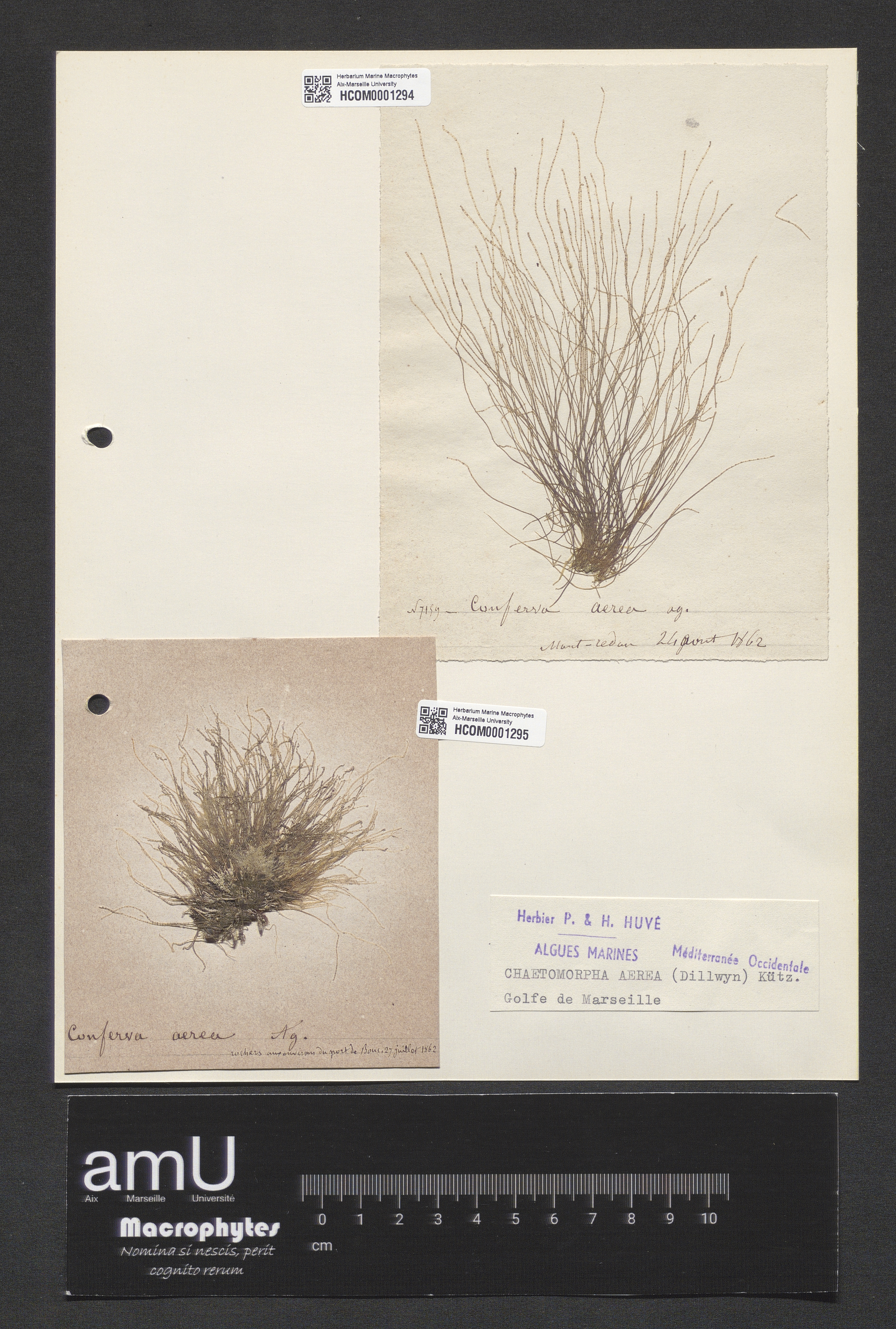 Chaetomorpha aerea specimen