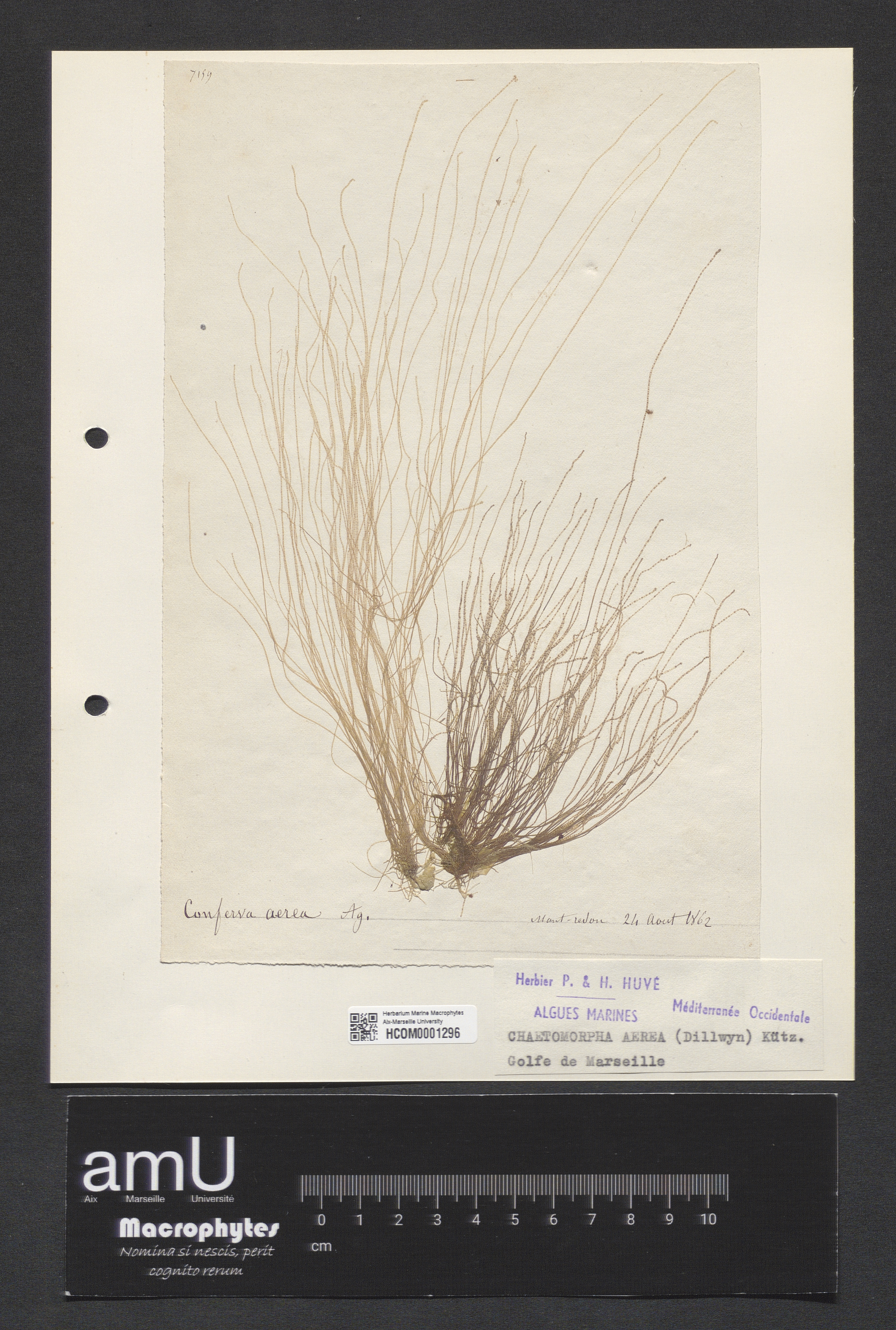 Chaetomorpha aerea specimen